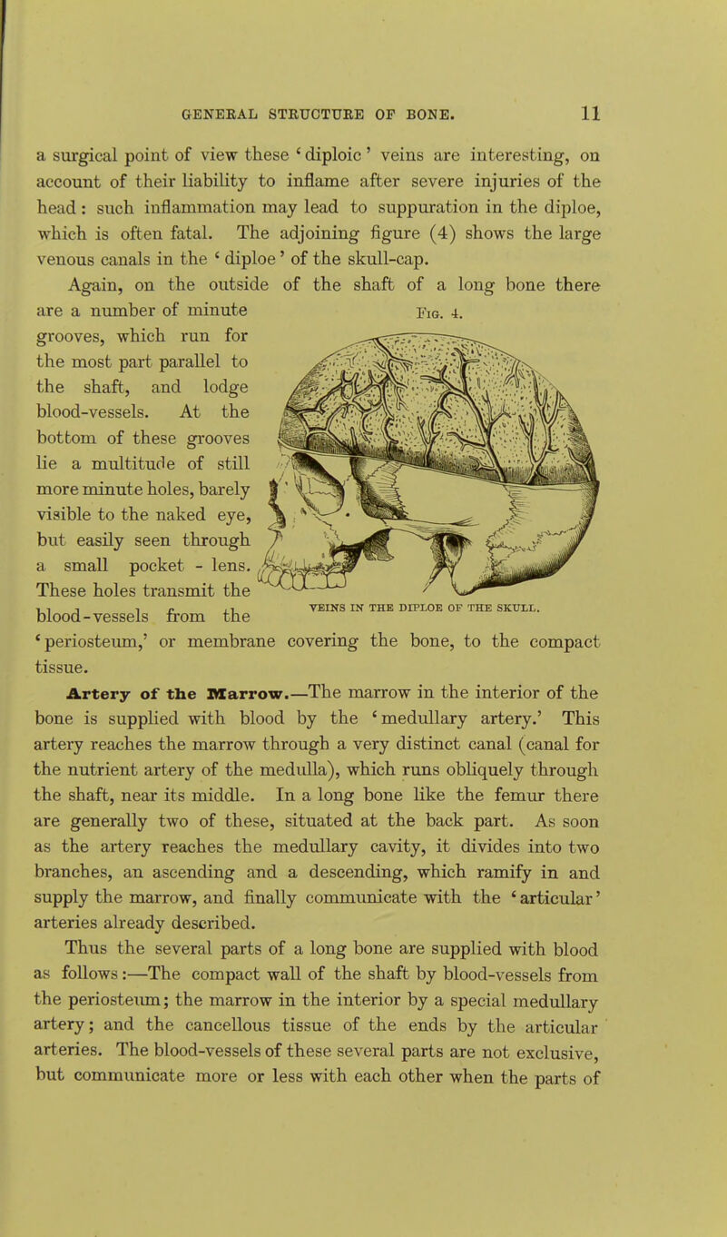 VEINS IN THE DIPLOE OF THE SKULL. a surgical point of view these * diploic ' veins are interesting, on account of their liability to inflame after severe injuries of the head : such inflammation may lead to suppuration in the diploe, which is often fatal. The adjoining figure (4) shows the large venous canals in the ' diploe' of the skull-cap. Again, on the outside of the shaft of a long bone there are a number of minute l<1G. 4. grooves, which run for the most part parallel to the shaft, and lodge blood-vessels. At the bottom of these grooves lie a multitude of still more minute holes, barely visible to the naked eye, but easily seen through a small pocket - lens. These holes transmit the blood-vessels from the (periosteum,' or membrane covering the bone, to the compact tissue. Artery of the Marrow.—The marrow in the interior of the bone is supplied with blood by the 'medullary artery.' This artery reaches the marrow through a very distinct canal (canal for the nutrient artery of the medulla), which runs obliquely through the shaft, near its middle. In a long bone like the femur there are generally two of these, situated at the back part. As soon as the artery reaches the medullary cavity, it divides into two branches, an ascending and a descending, which ramify in and supply the marrow, and finally communicate with the 4 articular' arteries already described. Thus the several parts of a long bone are supplied with blood as follows:—The compact wall of the shaft by blood-vessels from the periosteum; the marrow in the interior by a special medullary artery; and the cancellous tissue of the ends by the articular arteries. The blood-vessels of these several parts are not exclusive, but communicate more or less with each other when the parts of