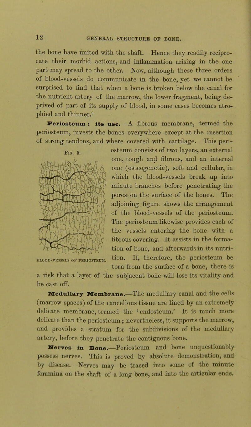 the bone have united with the shaft. Hence they readily recipro- cate their morbid actions, and inflammation arising in the one part may spread to the other. Now, although these three orders of blood-vessels do communicate in the bone, yet we cannot be surprised to find that when a bone is broken below the canal for the nutrient artery of the marrow, the lower fragment, being de- prived of part of its supply of blood, in some cases becomes atro- phied and thinner.9 Periosteum : its use.—A fibrous membrane, termed the periosteum, invests the bones everywhere except at the insertion of strong tendons, and where covered with cartilage. This peri- osteum consists of two layers, an external one, tough and fibrous, and an internal one (osteogenetic), soft and cellular, in which the blood-vessels break up into minute branches before penetrating the pores on the surface of the bones. The adjoining figure shows the arrangement of the blood-vessels of the periosteum. The periosteum likewise provides each of the vessels entering the bone with a Aqv» ^/h^^^ ^rous covermg- It assists in the forma- tion of bone, and afterwards in its nutri- blood-vessels of periosteum. tion- If> therefore, the periosteum be torn from the surface of a bone, there is a risk that a layer of the subjacent bone will lose its vitality and be cast off. Medullary Membrane.—The medullary canal and the cells (marrow spaces) of the cancellous tissue are lined by an extremely delicate membrane, termed the ' endosteum.' It is much more delicate than the periosteum; nevertheless, it supports the marrow, and provides a stratum for the subdivisions of the medullary artery, before they penetrate the contiguous bone. Nerves in Bone.—Periosteum and bone unquestionably possess nerves. This is proved by absolute demonstration, and by disease. Nerves may be traced into some of the minute foramina on the shaft of a long bone, and into the articular ends. fiiiM