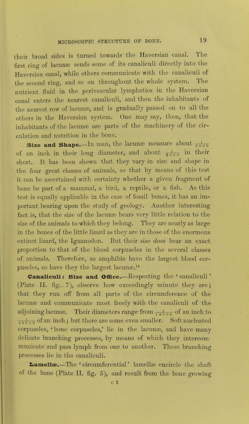 their broad sides is turned towards the Haversian canal. The first ring of lacunae sends some of its canaliculi directly into the Haversian canal, while others communicate with the canaliculi of the second ring, and so on throughout the whole system. The nutrient fluid in the perivascular lymphatics in the Haversian canal enters the nearest canaliculi, and then the inhabitants of the nearest row of lacunae, and is gradually passed on to all the others in the Haversian system. One may say, then, that the inhabitants of the lacunas are parts of the machinery of the cir- culation and nutrition in the bone. Size and Shape.—In man, the lacunae measure about -2 0\ 0 of an inch in their long diameter, and about -^-owo iQ ^eir short. It has been shown that they vary in size and shape in the four great classes of animals, so that by means of this test it can be ascertained with certainty whether a given fragment of bone be part of a mammal, a bird, a reptile, or a fish. As this test is equally applicable in the case of fossil bones, it has an im- portant bearing upon the study of geology. Another interesting fact is, that the size of the lacunae bears very little relation to the size of the animals to which they belong. They are nearly as large in the bones of the little lizard as they are in those of the enormous extinct lizard, the Iguanodon. But their size does bear an exact proportion to that of the blood corpuscles in the several classes of animals. Therefore, as amphibia have the largest blood cor- puscles, so have they the largest lacunas.14 Canaliculi : Size and Office.—Respecting the ' canaliculi' (Plate II. fig.. 7), observe how exceedingly minute they are; that they run off from all parts of the circumference of the lacunae and communicate most freely with the canaliculi of the adjoining lacunae. Their diameters range from 14^00 of an inch to 2oloo °fan ^ncn 5 there are some even smaller. Soft nucleated corpuscles, ' bone corpuscles,' lie in the lacunae, and have many delicate branching processes, by means of which they intercom • municate and pass lymph from one to another. These branching processes lie in the canaliculi. Lamellae.—The ' circumferential' lamellae encircle the shaft of the bone (Plate II. fig. 5), and result from the bone growing c 2