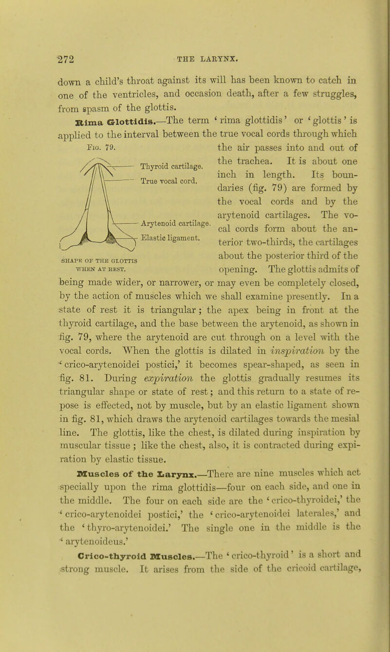 Thyroid cartilage. True vocal cord. down a child's throat against its will has been known to catch in one of the ventricles, and occasion death, after a few struggles, from spasm of the glottis. Rima Glottidis.—The term * rima glottidis' or ' glottis ' is applied to the interval between the true vocal cords through which Fig. 79. the air passes into and out of the trachea. It is about one inch in length. Its boun- daries (fig. 79) are formed by the vocal cords and by the arytenoid cartilages. The vo- — Arytenoid cartilage. , , ~ , , cal cords iorm about the an- Elastic ligament. tw0_thirdSj the cartilages about the posterior third of the when at rest. opening. The glottis admits of being made wider, or narrower, or may even be completely closed, by the action of muscles which we shall examine presently. In a state of rest it is triangular ; the apex being in front at the thyroid cartilage, and the base between the arytenoid, as shown in fig. 79, where the arytenoid are cut through on a level with the vocal cords. When the glottis is dilated in inspiration by the * crico-arytenoidei postici,' it becomes spear-shaped, as seen in fig. 81. During expiration the glottis gradually resumes its triangular shape or state of rest; and this return to a state of re- pose is effected, not by muscle, but by an elastic ligament shown in fig. 81, which draws the arytenoid cartilages towards the mesial line. The glottis, like the chest, is dilated during inspiration by muscular tissue ; like the chest, also, it is contracted during expi- ration by elastic tissue. muscles of the Larynx.—There are nine muscles which act specially upon the rima glottidis—four on each side, and one in the middle. The four on each side are the ' crico-thyroidei,' the ' crico-arytenoidei postici,' the ' crico-arytenoidei laterales,' and the ' thyro-arytenoidei.' The single one in the middle is the 4 arytenoideus.' Crico-thyroid Muscles.—The ' crico-thyroid' is a short and strong muscle. It arises from the side of the cricoid cartilage,