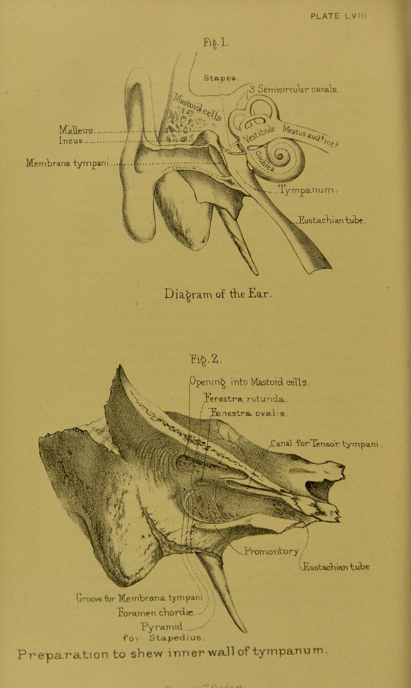 a-ra-tion to shew inner wa.ll of tympanum.