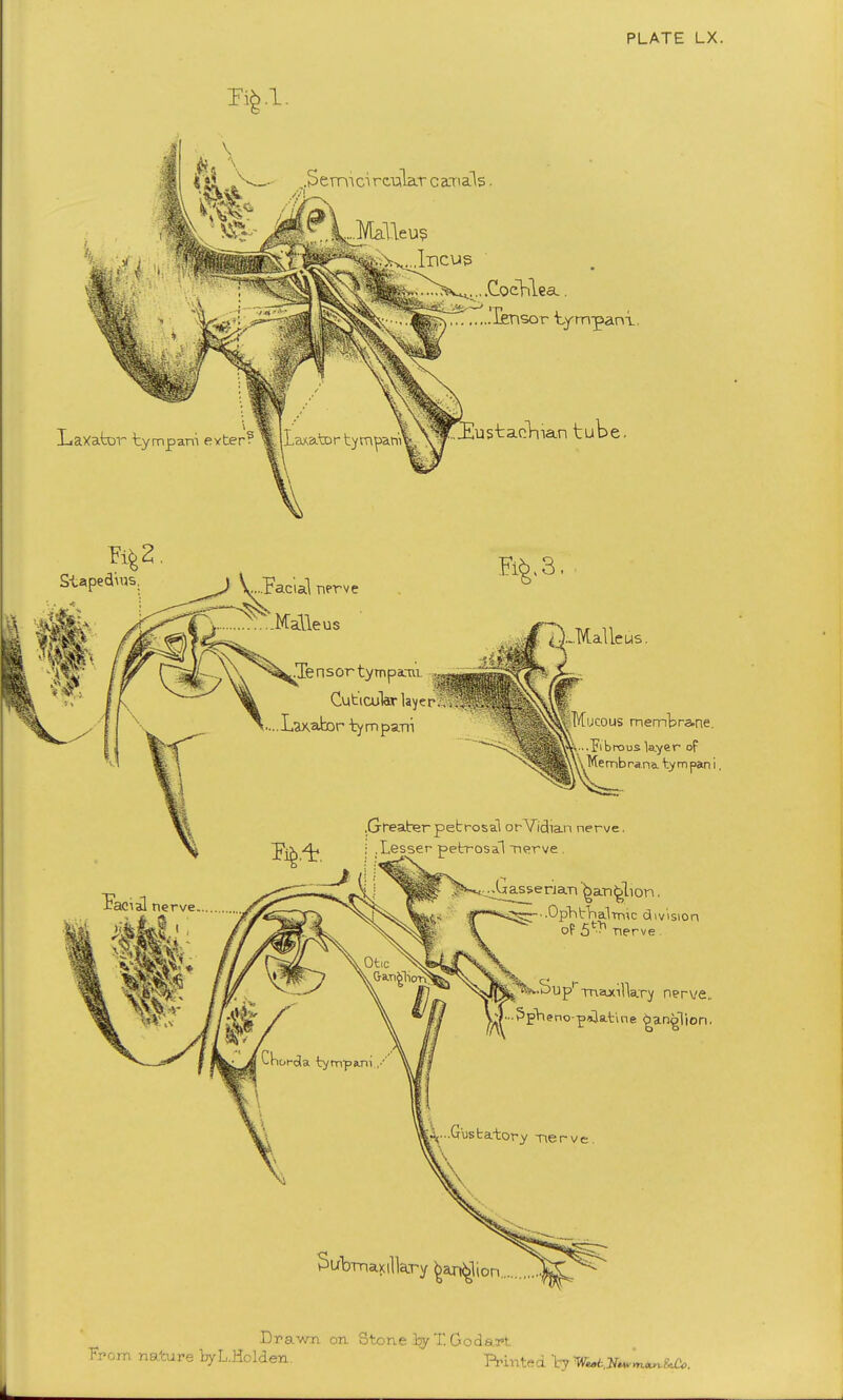 Stapedis. .Facial nerve Malleus .Tensortympani. - Cut'icular layer .... Laxabor ty m pani .eus. ucous membrane. rous layer of Membra.na. tympan i, Greater petrosal orVldian nerve. .Lesser petrosal nerve . .Xtaj^enan '^an^lion. .Ophtnalmic division oF 5^ ner I^Sup1 mzuxilVry nerve. ..Spheno-palatine ganglion, ^ubmaxillaj-y ^an^li Drawn on Stone by T Godai't From nature byL.Holden Prints ly W^t.Xwma*.?^.