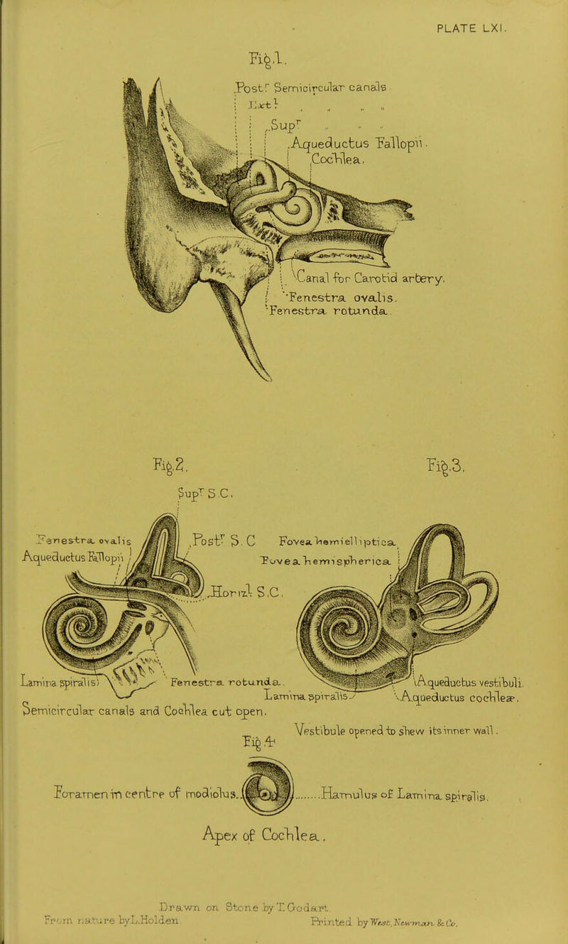 Postf Semicircular canals Barb* „ „ „ .Aqueductus Fallopn CocVilea. vCanal -for Carotid artery. I Fenestra ovalis. 'Fenestra, rotunda.. %2. SupTS C. Aqueductus Fallopii ..amira Fovea liemi ell i pti ca T?ove a. nerm spin erica JlorizlS.C. estra rotunda.. Semicircular canals and Cochlea cut open. L am \na spiralis ■^ ln.queductus vestibul •Aqueductus cochleae Vestibule opened to shew its inner wall. Jorarnen in centre of modiolus.J Hamulus! of Lamina. sp.irgTi 19 Apex of Cochlea Drawn on Stone .by T. Go dart Fr'.rn nature byL.Holden Printed byWe4t,Ne*-man.&Co.
