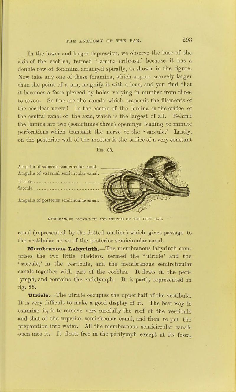 In the lower and larger depression, we observe the base of the axis of the cochlea, termed ' lamina cribrosa,' because it has a double row of foramina arranged spirally, us shown in the figure. Now take any one of these foramina, which appear scarcely larger than the point of a pin, magnify it with a lens, and you find that it becomes a fossa pierced by holes varying in number from three to seven. So fine are the canals which transmit the filaments of the cochlear nerve ! In the centre of the lamina is the orifice of the central canal of the axis, which is the largest of all. Behind the lamina are two (sometimes three) openings leading to minute perforations which transmit the nerve to the ' saccule.' Lastly, ■on the posterior wall of the meatus is the orifice of a very constant Fig. 88. Ampulla of superior semicircular canal. Ampulla of external semicircular canal. Utricle Saccule Ampulla of posterior semicircular canal. MEMBRANOUS LABYRINTH AND NERVES OF THE LEFT EAR. canal (represented by the dotted outline) which gives passage to the vestibular nerve of the posterior semicircular canal. Membranous Labyrinth.—The membranous labyrinth com- prises the two little bladders, termed the 'utricle' and the ' saccule,' in the vestibule, and the membranous semircircular canals together with part of the cochlea. It floats in the peri- lymph, and contains the endolymph. It is partly represented in fig. 88. Utricle.—The utricle occupies the upper half of the vestibule. It is very difficult to make a good display of it. The best way to examine it, is to remove very carefully the roof of the vestibule and that of the superior semicircular canal, and then to put the preparation into water. All the membranous semicircular canals open into it. It floats free in the perilymph except at its fossa,