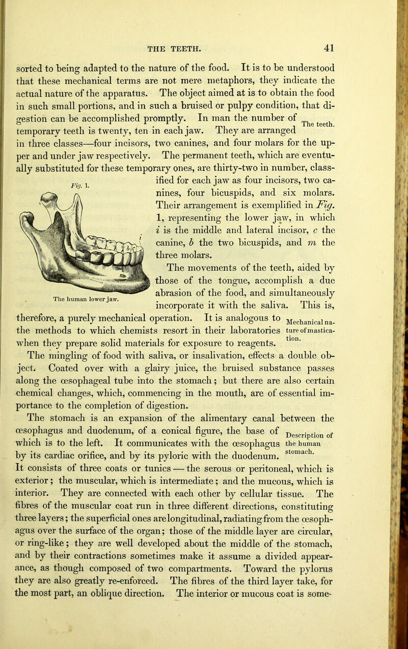 Fig. 1. The human lower jaw. sorted to being adapted to the nature of the food. It is to he understood that these mechanical terms are not mere metaphors, they indicate the actual nature of the apparatus. The object aimed at is to obtain the food in such small portions, and in such a braised or pulpy condition, that di- gestion can be accomplished promptly. In man the number of ^ temporary teeth is twenty, ten in each jaw. They are arranged in three classes—four incisors, two canines, and four molars for the up- per and under jaw respectively. The permanent teeth, which are eventu- ally substituted for these temporary ones, are thirty-two in number, class- ified for each jaw as four incisors, two ca- nines, four bicuspids, and six molars. Their arrangement is exemplified in Fig. 1, representing the lower jaw, in which i is the middle and lateral incisor, c the canine, b the two bicuspids, and m the three molars. The movements of the teeth, aided by those of the tongue, accomplish a due abrasion of the food, and simultaneously incorporate it with the saliva. This is, therefore, a purely mechanical operation. It is analogous to Mechanical na_ the methods to which chemists resort in their laboratories tureofmastica- when they prepare solid materials for exposure to reagents. tl0n' The mingling of food with saliva, or insalivation, effects a double ob- ject, Coated over with a glairy juice, the bruised substance passes along the oesophageal tube into the stomach; but there are also certain chemical changes, which, commencing in the mouth, are of essential im- portance to the completion of digestion. The stomach is an expansion of the alimentary canal between the oesophagus and duodenum, of a conical figure, the base of Descript;on of which is to the left. It communicates with the oesophagus the human by its cardiac orifice, and by its pyloric with the duodenum. stomach‘ It consists of three coats or tunics — the serous or peritoneal, which is exterior; the muscular, which is intermediate; and the mucous, which is interior. They are connected with each other by cellular tissue. The fibres of the muscular coat ran in three different directions, constituting three layers; the superficial ones are longitudinal, radiating from the oesoph- agus over the surface of the organ; those of the middle layer are circular, or ring-like; they are well developed about the middle of the stomach, and by their contractions sometimes make it assume a divided appear- ance, as though composed of two compartments. Toward the pylorus they are also greatly re-enforced. The fibres of the third layer take, for the most part, an oblique direction. The interior or mucous coat is some-