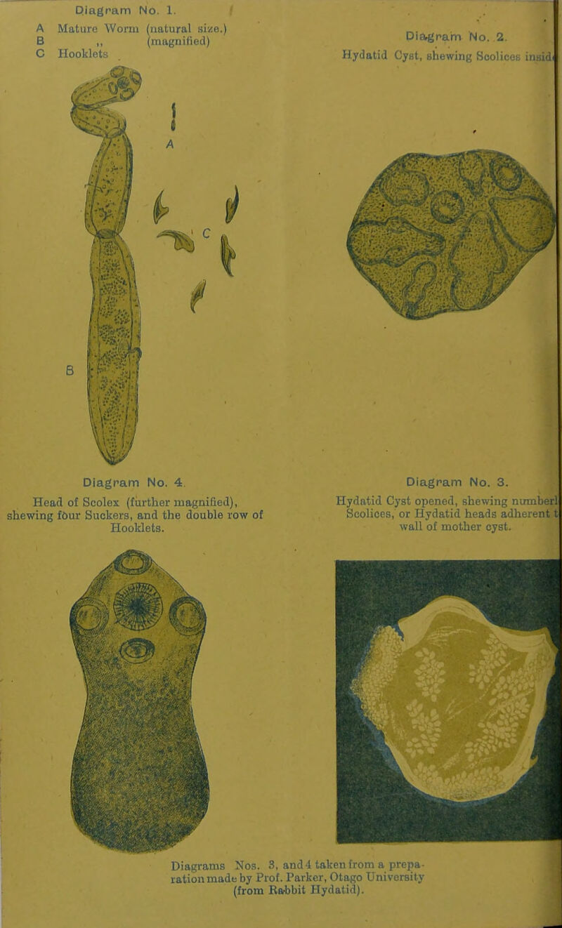 Diagrams Nos. 8, and 4 taken from a prepa- ration made by Prof. Parker, Otago University (from Ra-bbit Hydatid).