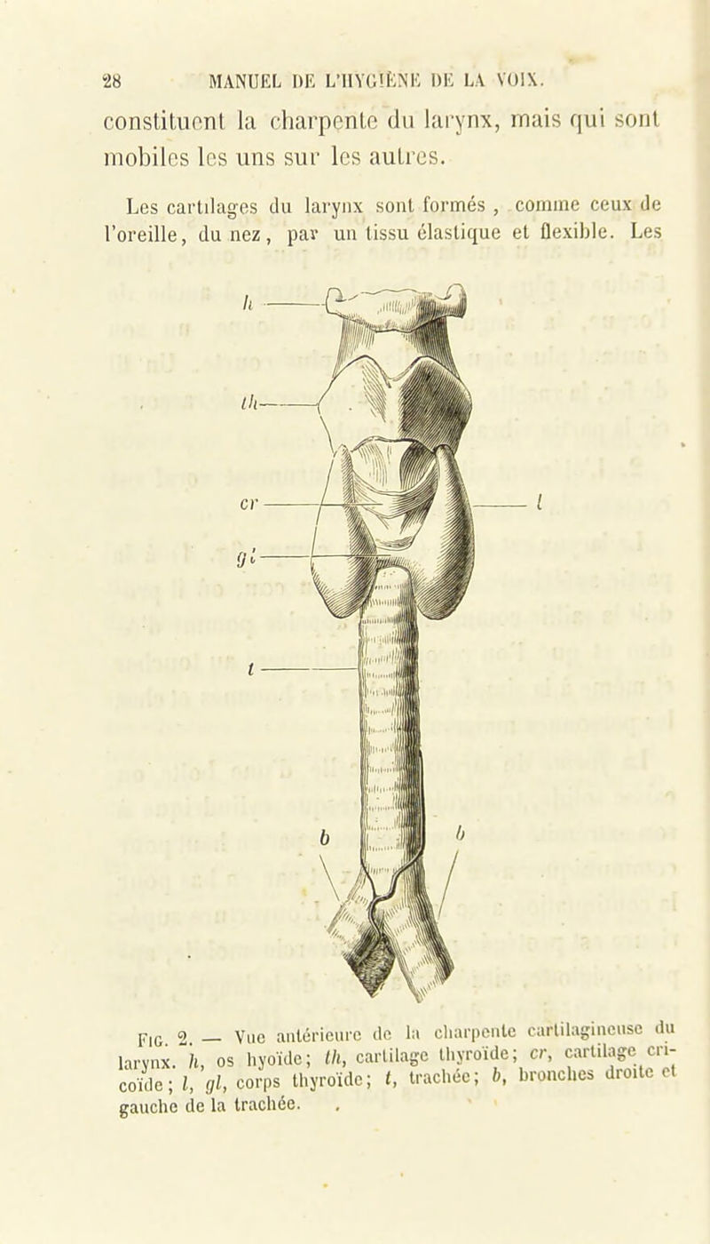 constitiionl la charpcnlc du larynx, mais qui sont mobiles les uns sur les aulres. Les cartilages du larynx sont formés , comme ceux de l'oreille, du nez, par un tissu élastique et flexible. Les larynx.It, os hyoïde; lli, carlilage ll.yroide; a; cartilage cri- coi ; l, gl, Jps thyroïde; (, trachée; b, bronches droite et gauche de la trachée.