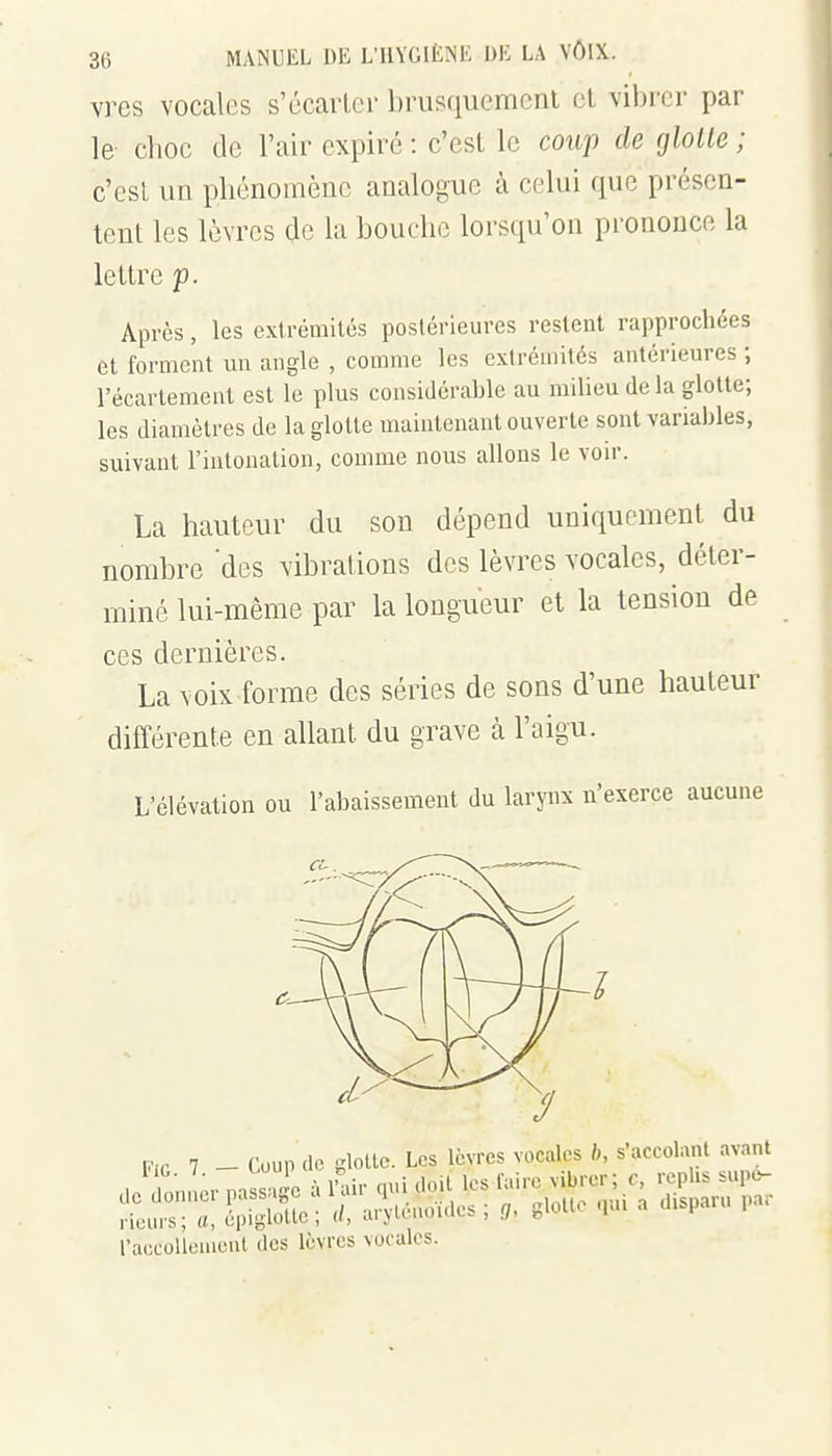 vres vocales s'écarlcr brusquement el vibrer par le clioc de l'air expiré : c'est le coup de glolle ; c'est un pliénomènc analogue à celui que présen- tent les lèvres de la bouelic lors(iu'on prononce la lettre p. Après, les extrémilcs postérieures restent rapprochées et forment un angle , comme les extrémités antérieures ; l'écartement est le plus considérable au milieu de la glotte; les diamètres de la glotte maintenant ouverte sont variables, suivant l'intonation, comme nous allons le voir. La hauteur du son dépend uniquement du nombre 'des vibrations des lèvres vocales, déter- miné lui-même par la longueur et la tension de ces dernières. La voix forme des séries de sons d'une hauteur différente en allant du grave cà l'aigu. L'élévation ou l'abaissement du larynx n'exerce aucune