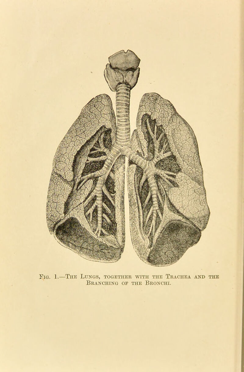 Fig. 1.—The Lungs, together with the Trachea and the Branching op the Bronchi.