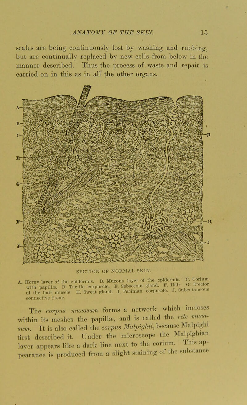 scales are being continuously lost by washing and rubbing, but are continually replaced by new cells from below in the' manner described. Thus the process of waste and repair is carried on in this as in all the other organs. SECTION OF NORMAL SKIN. A. Horny layer of the epidermis. B. Mucous lnyer of the =PMenms. C. Corium with papilla;. D. Tactile corpuscle. E. Sebaceous gland. F. Hair. (.. Erector of the hair muscle. H. Sweat gland. I. Pacinian corpuscle. J. Subcutaneous connective tissue. The corpus mucosum forms a network which incloses within its meshes the papilla-, and is called the rete muco- vum. It is also called the corpus Malpighii, because Malpighi first described it. Under the microscope the Malp.ghian laver appears like a dark line next to the corinm. This ap- pearance is produced from a slight staining of the substance