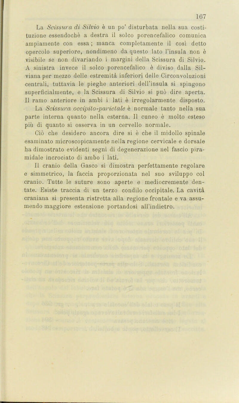 La Sctssura di Silvio e un po’ disturbata nella sua costi- tuzione essendoche a destra il solco porencefalico comunica ainpiamente con essa; manca completamente il cosi detto opercolo superiore, nondimeno da questo lato I’insula non e visibile se non divariando i margin! della Scissura di Silvio. A sinistra invece il solco porencefalico e diviso dalla Sil- viana per mezzo delle estremit^ inferior! delle Circonvoluzioni centrali, tuttavia le pieghe anterior! dell’insula si spingono superficialmente, e la Scissura di Silvio si puo dire aperta. Il ramo anteriore in ambi i lati e irregolarmente disposto. La Scissura occipito-parielale e normale tanto nella sua parte interna quanto nella esterna. Il cuneo e molto esteso piu di quanto si osserva in un cervello normale, Cio che desidero ancora dire si e che il midollo spinale esaminato microscopicamente nella regione cervicale e dorsale ha dimostrato evident! segni di degenerazione nel fascio pira- midale incrociato di ambo i lati. Il cranio della Gasco si dimostra perfettamente regolare e simmetrico, la faccia proporzionata nel suo sviluppo col cranio. Tutte le suture sono aperte e mediocremente den- tate. Esiste traccia di un terzo condilo occipitale. La cavit4 craniana si presenta ristretta alia regione frontale e va assu- mendo raaggiore estensione portandosi all’indietro.