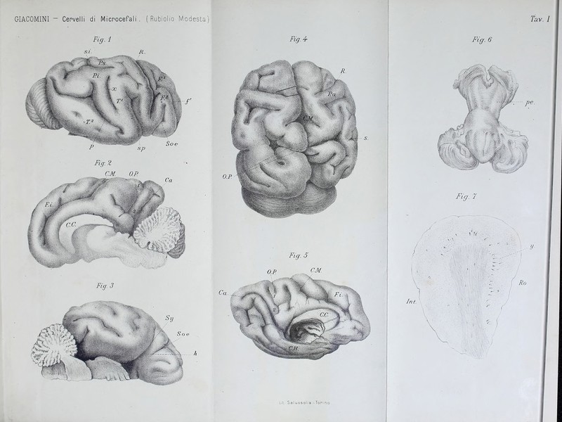 ( Rubiolio Modesta) di Micnocefali GIACOMINI - Cepvelli