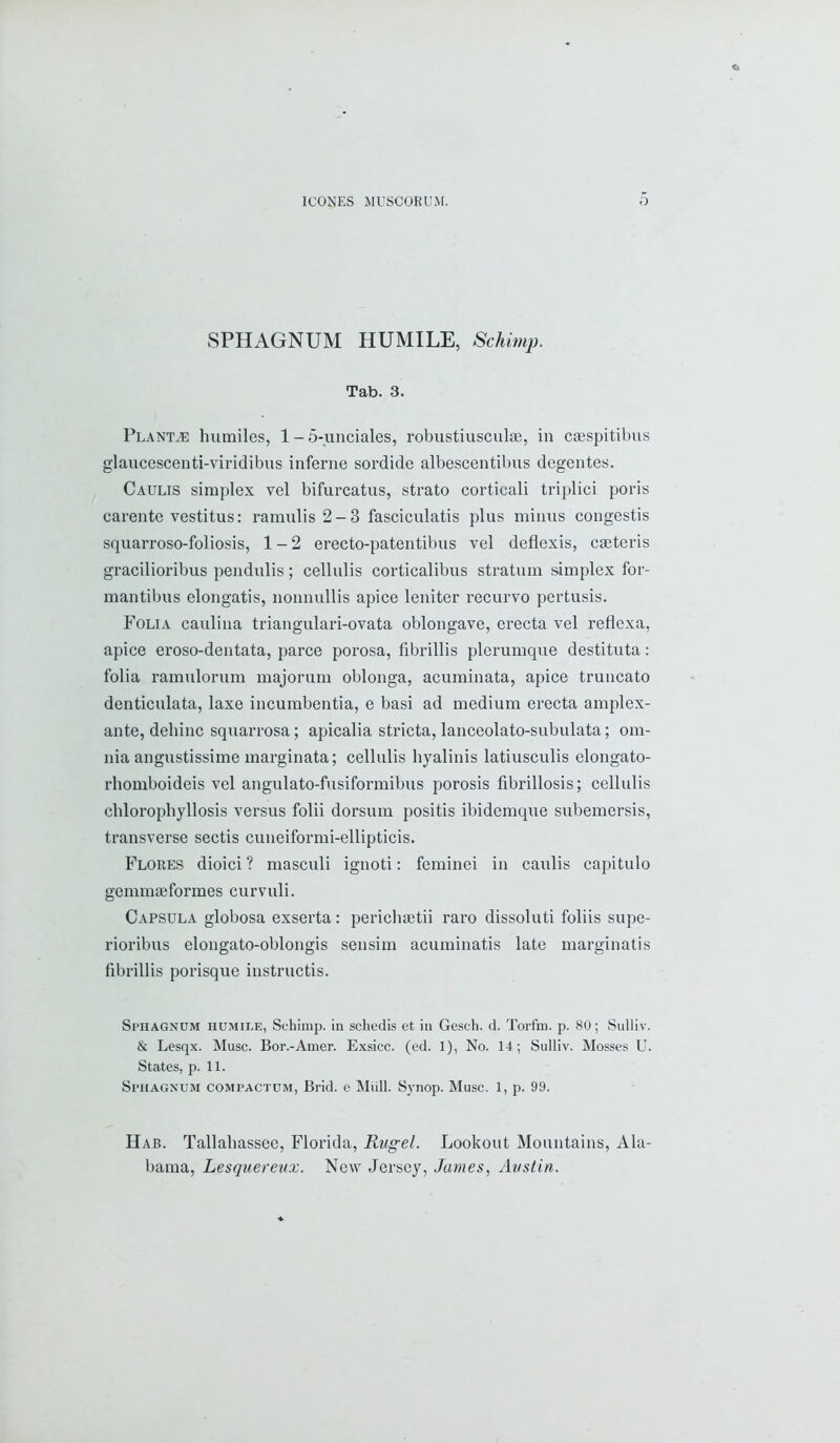 SPHAGNUM HUMILE, Schimp. Tab. 3. Plant.e humiles, 1 - 5-unciales, robustiusculas, in caespitibus glaucescenti-viridibus inferne sordide albescentibus degentes. Caulis simplex vel bifurcatus, strato corticali triplici poris carente vestitus: ramulis2-3 fasciculatis plus minus congestis squarroso-foliosis, 1-2 erecto-patentibus vel deflexis, caeteris gracilioribus pendulis; cellulis corticalibus stratum simplex for- mantibus elongatis, nonnullis apice leniter recurvo pertusis. Folia caulina triangulari-ovata oblongave, erecta vel reflexa, apice eroso-dentata, parce porosa, fibrillis plerumque destituta: folia ramulorum majorum oblonga, acuminata, apice truncato denticulata, laxe incumbentia, e basi ad medium erecta amplex- ante, debinc squarrosa; apicalia stricta, lanceolato-subulata; om- nia angustissime marginata; cellulis byalinis latiusculis elongato- rhomboideis vel angulato-fusiformibus porosis fibrillosis; cellulis cbloropbyllosis versus folii dorsum positis ibidemque subemersis, transverse sectis cuneiformi-ellipticis. Flores dioici ? masculi ignoti: feminei in caulis capitulo gemmaeformes curvuli. Capsula globosa exserta: pericbaetii raro dissoluti foliis supe- rioribus elongato-oblongis sensim acuminatis late marginatis fibrillis porisque instructis. Sphagnum humile, Schimp. in schedis et in Gesch. d. Torfm. p. 80; Sulliv. & Lesqx. Muse. Bor.-Amer. Exsicc. (ed. 1), No. 14; Sulliv. Mosses U. States, p. 11. Sphagnum compactum, Brid. e Mull. Synop. Muse. 1, p. 99. Hab. Tallabassee, Florida, Rugel. Lookout Mountains, Ala- bama, Lesqitereuz. New Jersey, James, Austin.