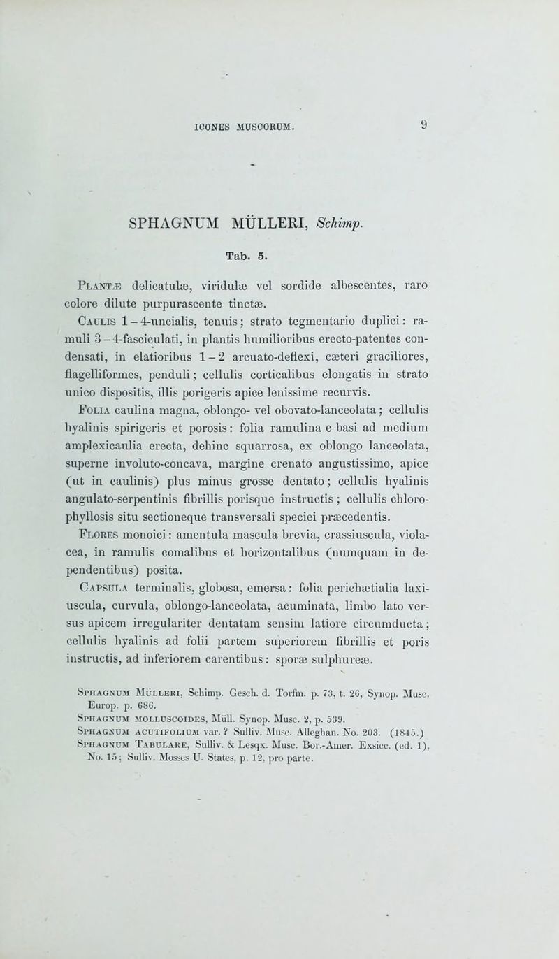 SPHAGNUM MULLERI, Schimp. Tab. 5. Plants delicatulae, viridulaj vel sordide albescentes, raro colore dilute purpurascente tinctas. Caulis 1 - 4-uncialis, tenuis; strato tegmentario duplici: ra- uiuli 3-4-fasciculati, in plantis humilioribus erecto-patentes con- deusati, in elatioribus 1-2 arcuato-deflexi, cseteri graciliores, flagelliformes, penduli; cellulis corticalibus elongatis in strato unico dispositis, illis porigeris apice lenissiine recurvis. Folia caulina magna, oblongo- vel obovato-lanceolata; cellulis hyalinis spirigeris et porosis: folia ramulina e basi ad medium amplexicaulia erecta, dehinc squarrosa, ex oblongo lanceolata, superne involuto-concava, margine crenato angustissimo, apice (ut in caulinis) plus minus grosse dentato; cellulis hyalinis angulato-serpentinis fibrillis porisque instructis ; cellulis chloro- phyllosis situ sectioneque transversali speciei prsecedentis. Flores monoici: amentula mascula brevia, crassiuscula, viola- cea, in ramulis comalibus et horizontalibus (numquam in de- pendentibus) posita. Capsula terminalis, globosa, emersa: folia perichaitialia laxi- uscula, curvula, oblongo-lanceolata, acuminata, limbo lato ver- sus apicem irregulariter dentatam sensim latiore circumducta; cellulis hyalinis ad folii partem superiorem fibrillis et poris instructis, ad inferiorem carentibus: sporae sulphureaj. Sphagnum Mulleri, Schimp. Gesch. d. Torfm. p. 73, t. 26, Synop. Muse. Europ. p. 68G. Sphagn um molluscoides, Miill. Synop. Muse. 2, p. 539. Sphagnum acutifolium var. ? Sulliv. Muse. Allcgban. No. 203. (1815.) Sphagnum Tabulare, Sulliv. & Lesqx. Muse. Bor.-Amer. Exsiee. (ed. 1), No. 15; Sulliv. Mosses U. States, p. 12. pro parte.