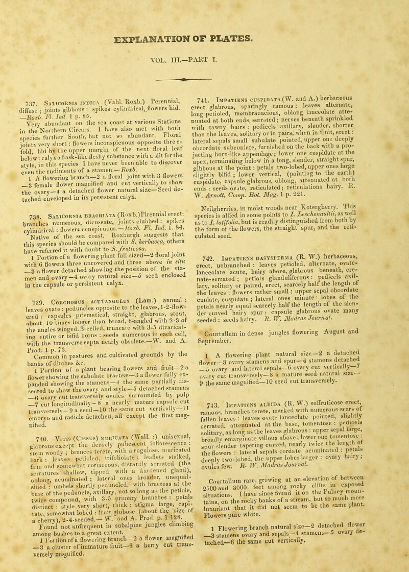 EXPLANATION OF PLATES. VOL. m.-PART I. 737, SalicoKnia indicA (Vahl. Roxb.) Perennial, diffuse ; joints gibbous : spikes cylliidrical,_flowers hid. —Roxb. Fl. Ind. 1 p. 85. . ^ . Very abundant on the sea coast at various Stations in the Northern Circars. I have also met with both species further South, but not so abundant. Floral ioiuts very short : flowers inconspicuous opposite three- fold hid^by tlie upper margin of the next floral leaf below: calyxaflask-like fleshy substance with a sht for the style, in this species I have never been able to discover eveu'the rudiments of a sXamen.— Iloxb. 1 A flowering branch—2 ;i flural joint with 3 flowers _3 female flower magnified and cut vertically to show the ovary—4 a detached flower natural size—Seed de- tached enveloped in its persistent calyx. 738. SaliCorkia brachiAta (Roxb.)Pirennial erect: branches numerous, dicussate, joints clubbed : spikes cvlindriciil : flowers conspicuous.—fioa;6. Fl. Ind. 1. 84. Native of the sea coast. Roxburgh suggests that this species should be compared with S. herbacea, others have referred it with doubt to S.frvticosa. 1 Portion of a flowering plant full sized—2 floral joint with 6 flowers three uncovered and three above in situ —3 a flower detached showing the position of the sta- men and ovary-4 ovary natural size—5 seed enclosed in the capsule or persistent calyx. 739. CoBCHOKUS AcuTAKGULus (Lam.) annual : leaves* ovate: peduncles opposite to the leaves, 1-2-flow- ered : capsules prismatical, straight, glabrous, stout, about 10 times longer tlian broad, 6-angled with 2-3 oi the angles winged, 3-celled, truncate with 3-5 divancat- ino- en'tire or bifid horns : seeds numerous in each cell, wi'th the transverse septa nearly obsolete.—W. and A. Prod. 1 p. 73. , . , J , Common in pastures and cultivated grounds by the banks of ditches &c. i ^ • r, 1 Portion of a plant bearing flowers and truit—2 a flower showing the subulate bractea;—3 a fluwer fully ex- panded showing the stamens-4 the same partially dis- sected to show the ovary and style-5 detached stamens —6 ovary cut transversely ovules surrounded by pulp —7 cut longitudinally-8 a nearly mature capsule cut transversely-9 a seed—10 the same cut vertically—11 embryo and radicle detached, all except the first mag- nified. 740 ViTis (Cissus) MXiRiCATA (Wall. :) unisexual, glabrous except the densely pubescent inflorescence : stem woodv ; brances terete, with a rugulose, muricated bark • leaves petioled, trifoliolate ; leaflets stalked, firm and somewhat coriaceous, distantly serrated (the serratures shallow, tipped with a hardened gland), obloncr, acuminated ; lateral ones broader, unequal- sided- umbels shortly peduncled, with bracteas at the base of the peduncle, axillary, not so long as the petiole, twice compound, with 3-5 primary branches : petals distinct : style very short, thick : stigma large, capi- tate, somewhat lobed : fruit globose (about the size oi a cherry), 2-4-seeded.- W. and A. Prod. p. 1 128 Found not uufrequent in subalpine jungles climbing among bushes to a great extent. 1 Tortionofd flowering branch—2 a flower magnified —3 a cluster of immature fruit~4 a berry cut trans- versely m£«gni6ed. 741. Impatiens cuspioata(W. and A.) herbaceous erect glabrous, sparingly ramous : leaves alternate, long petioled, raembranacious, oblong lanceolate atte- nuated at both ends, serrated; nerves beneath sprinkled with tawny hairs : pedicels axillary, slender, shorter than the leaves, solitary or in pairs, when in fruit, erect: lateral sepals small subulate pointed, upper one deeply obcordate suhcuniate, furnished on the back with a pro- jecting horn-like appendage; lower one cuspidate at the apex, terminating below in a long, slender, straight spur, gibbous at the point : petals two-lobed, upper ones large slightly bifid ; lower vertical, (pointing to the earth) cuspidate, capsule glabrous, oblong, attenuated at bom ends : seeds ov^ite, reticulated; reticulations hairy. R. W. Arnott, Comp. Bot. Mag. 1 p. 221. Neilgherries, in moist woods near Kotergherry. This species is allied in some points to I. Leschenatdiii, as well as to I. laiifoliaM^ is readily distinguished from both by the form of the flowers, the straight spur, and the reti- culated seed. 742. Impatiens dasysperma (R. W.) herbaceous, erect, unbranched : leaves petioled, alternate, ovate- lanceolate acute, hairy above, glabrous beneath, cre- nate-serrated ; petiols glanduliferous : pedicels axil- lary, solitary or paired, erect, scarcely half the length ot the leaves : flowers rather small: upper sepal obcordate cuniate, cuspidate ; lateral ones minute: lobes of the petals nearlv equal scarcely half the length of the slen- der curved hairy spur ; capsule glabrous ovate many seeded : seeds hairy. M. W. Madras Journal. Courtallum in dense jungles flowering August and September. 1 A flowering plant natural size—2 a detached flower-3 ovary stamens and spur—4 stamens detached —5 ovary and lateral sepals—6 ovary cut vertically—7 ovary cut transversely—8 a mature seed natural size— 9 the same magnified—lO seed cut transversely. 743 Impatiens albida (R. W.) suffruticose erect, famous, branches terete, marked with numerous scars ot fallen leaves : leaves ovate lanceolate pointed, sliglitty serrated, attenuated at the base, tomentose : pedicels solitary, as long as the leaves glabrous : upper sepal large, broadly emarginate villous above ; lower one tomentose : spur slender tapering curved, nearly twice the length of the flowers : lateral sepals cordate acuminated : petals deeply two-lobed, the upper lobes larger : ovary hairy ; ovules few. R- W. Madras Journal. Courtallum rare, growing at an elevation of between O500 and 3000 feet among rocky clifts in exposed ;ituations. I have since found it on the Pulney moun- tains on the rocky banks of a stieam, but so much more luxm'iant that it did not seem to be the same plant. Flowers pure white. 1 Flowering branch natural size-2 detached flower _3 stamens ovary and sepals-4 stamens-5 ovary de- tached—6 the same cut vertically.