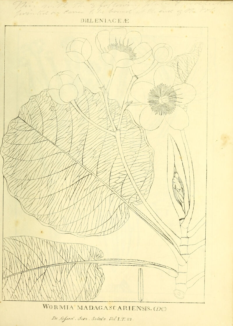 DILL EN I AG E JE Wormia madagascariensis.mo