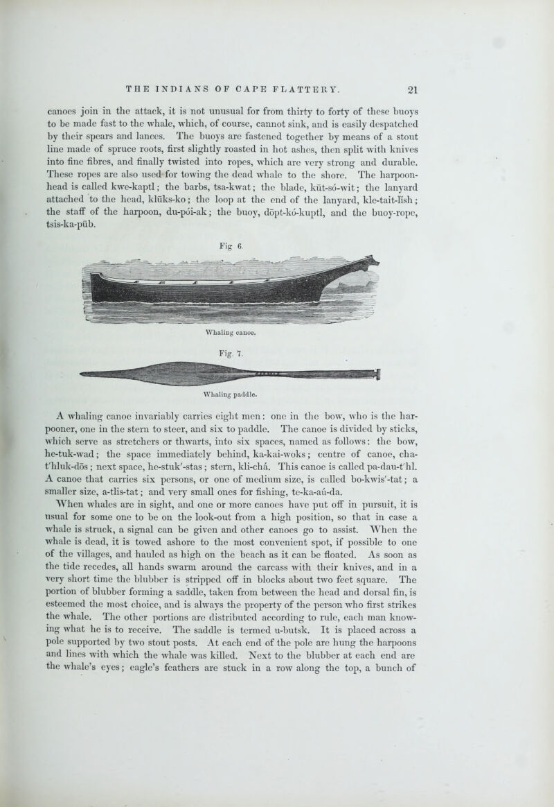 canoes join in the attack, it is not unusual for from thirty to forty of those buoys to be made fast to the whale, which, of course, cannot sink, and is easily despatched by their spears and lances. The buoys are fastened together by means of a stout line made of spruce roots, first slightly roasted in hot ashes, then split with knives into fine fibres, and finally twisted into ropes, which are very strong and durable. These ropes are also used for towing the dead whale to the shore. The harpoon- head is called kwe-kaptl; the barbs, tsa-kwat; the blade, kut-s6-wit; the lanyard attached to the head, kluks-ko; the loop at the end of the lanyard, kle-tait-lish; the staff of the harpoon, du-p6i-ak; the buoy, dopt-ko-kuptl, and the buoy-rope, tsis-ka-pub. Fig 6. WhaliEg canoe. Fig. 1. WLaling paddle. A whaling canoe invariably carries eight men: one in the bow, who is the har- pooner, one in the stern to steer, and six to paddle. The canoe is divided by sticks, which serve as stretchers or thwarts, into six spaces, named as follows: the bow, he-tuk-wad; the space immediately behind, ka-kai-woks; centre of canoe, cha- t'hluk-dos ; next space, he-stuk'-stas ; stern, kli-cha. This canoe is called pa-dau-t'hl, A canoe that carries six persons, or one of medium size, is called bo-kwis'-tat; a smaller size, a-tlis-tat; and very small ones for fishing, te-ka-au-da. When whales are in sight, and one or more canoes have put off in pursuit, it is usual for some one to be on the look-out from a high position, so that in case a whale is struck, a signal can be given and other canoes go to assist. AVhen the whale is dead, it is towed ashore to the most convenient spot, if possible to one of the villages, and hauled as high on the beach as it can be fioated. As soon as the tide recedes, all hands swarm around the carcass with their knives, and in a very short time the blubber is stripped off in blocks about two feet square. The portion of blubber forming a saddle, taken from between the head and dorsal fin, is esteemed the most choice, and is always the property of the person who first strikes the whale. The other portions are distributed according to rule, each man know- ing what he is to receive. The saddle is termed u-butsk. It is placed across a pole supported by two stout posts. At each end of the pole are hung the harpoons and lines with which the whale was killed. Next to the blubber at each end are the whale’s eyes; eagle’s feathers are stuck in a row along the top, a bunch of