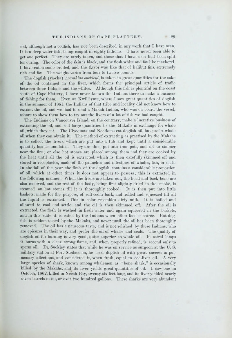 cod, although not a codfish, lias not been described in any work that I have seen. It is a deep water fish, being caught in eighty fathoms. I have never been able to get one perfect. They are rarely taken, and those that I have seen had been split for curing. The color of the skin is black, and the flesh white and fat like mackerel. I have eaten some broiled, and the flavor was like that of halibut fins, extremely rich and fat. The weight varies from four to twelve pounds. The dogfish (ya-cha) Acantkias sucldeyi, is taken in great quantities for the sake of the oil contained in the fiver, which forms the principal article of traffic between these Indians and the whites. Although this fish is plentiful on the coast south of Cape Flattery, I have never known the Indians there to make a business of fishing for them. Even at Kwilleyute, where I saw great quantities of dogfish in the summer of 1861, the Indians of that tribe and locality did not know how to extract the oil, and we had to send a Makah Indian, who was on board the vessel, ashore to show them how to try out the fivers of a lot of fish we had caught. The Indians on Vancouver Island, on the contrary, make a lucrative business of extracting the oil, and sell large quantities to the Makahs in exchange for whale oil, which they eat. The Clyoquots and Nootkans eat dogfish oil, but prefer whale oil when they can obtain it. The method of extracting as practised by the Makahs is to collect the fivers, which are put into a tub and kept until a considerable quantity has accumulated. They are then put into iron pots, and set to simmer near the fire; or else hot stones are placed among them and they are cooked by the heat until all the oil is extracted, which is then carefully skimmed off and stored in receptacles, made of the paunches and intestines of whales, fish, or seals. In the fall of the year the flesh of the dogfish contains a considerable proportion of oil, which at other times it does not appear to possess; this is extracted in the following manner: When the fivers are taken out, the head and back bone are also removed, and the rest of the body, being first slightly dried in the smoke, is steamed on hot stones till it is thoroughly cooked. It is tlien put into little baskets, made for the purpose, of soft cedar bark, and rolled and squeezed till all the liquid is extracted. This in color resembles dirty milk. It is boiled and allowed to cool and settle, and the oil is then skimmed off. After the oil is extracted, the flesh is washed in fresh water and again squeezed in the baskets, and in this state it is eaten by the Indians when other food is scarce. But dog- fish is seldom tasted by the Makahs, and never until the oil has been thoroughly removed. The oil has a nauseous taste, and is not relished by these Indians, who are epicures in their way, and prefer the oil of whales and seals. The quality of dogfish oil for burning is very good, quite superior to whale oil. In astral lamps it burns with a clear, strong flame, and, when properly refined, is second only to sperm oil. Dr. Suckley states that while he was on service as surgeon at the U. S. military station at Fort Steilacoom, he used dogfish oil with great success in pul- monary affections, and considered it, when fresh, equal to cod-liver oil. A very large species of shark, known among whalemen as “ bone shark,” is occasionally killed by the Makahs, and its fiver yields great quantities of oil. I saw one in October, 1862, kiUed in Neeah Bay, twenty-six feet long, and its liver yielded nearly seven barrels of oil, or over two hundred gallons. These sharks are very abundant