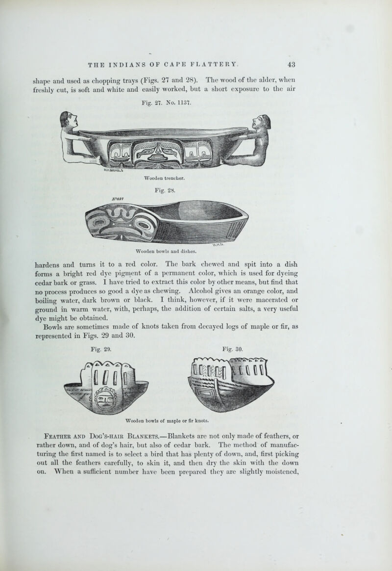 sliape and used as chopping trays (Figs. 27 and 28). The wood of tlie alder, when freshly cut, is soft and white and easily worked, but a short exposure to the air Fig. 27. No. 1137. Wooden trencher. Fig. 28. XVSS7 hardens and turns it to a red color. The bark chewed and spit into a dish forms a bright red dye pignient of a permanent color, which is used for dyeing cedar bark or grass. I have tried to extract this color by other means, but find that no process produces so good a dye as chewing. Alcohol gives an orange color, and boiling water, dark brown or black. I think, however, if it were macerated or ground in warm water, with, perhaps, the addition of certain salts, a very usefid dye might be obtained. Bowls are sometimes made of knots taken from decayed logs of maple or fir, as represented in Figs. 29 and 30. Fig. 29. Fig. 30. Wooden bowls of maple or fir knots. Feather and Dog’s-hair Blankets.—Blankets are not only made of feathers, or rather down, and of dog’s hair, but also of cedar bark. The method of manufac- turing the first named is to select a bird that has plenty of down, and, first picking out all the feathers carefully, to skin it, and then dry the skin with the down on. When a sufficient number have been prepared they are slightly moistened.