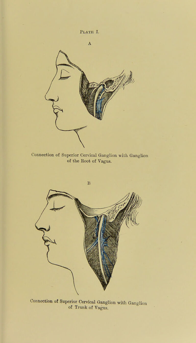 Connection of Superior Cervical Ganglion with Ganglii of Trunk of Vagus.