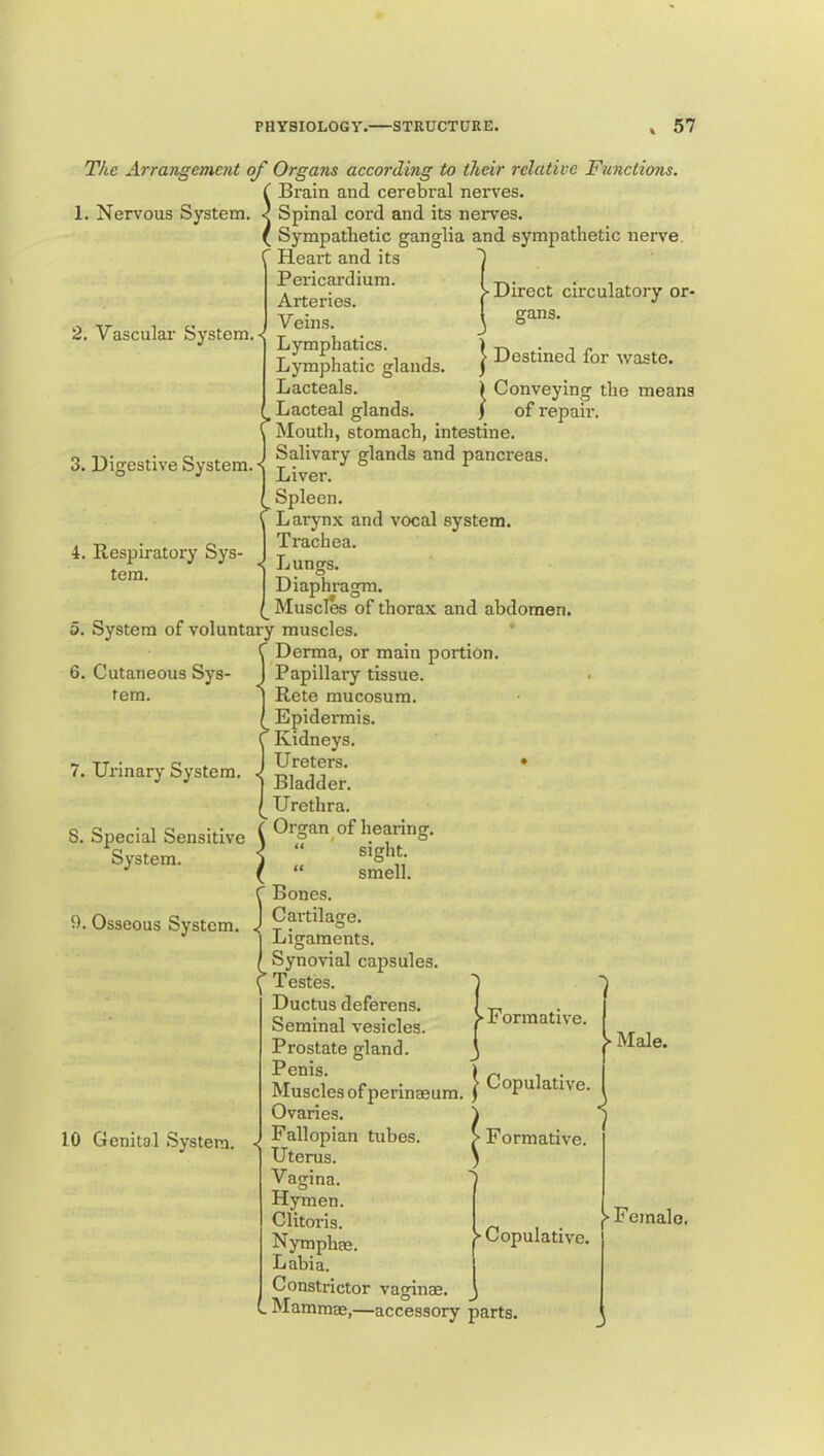 Direct circulatory or- gans. I Destined for waste. ^ Conveying the means of repair. I 3. Digestive System.' 4. Respiratory Sys- tem. 6. Cutaneous Sys- tem. 7. Ux’inary System 8. Special Sensitive (.■ The Arrangement of Organs according to their relative Functions. S Brain and cerebral nerves. Spinal cord and its nerves. Sympathetic ganglia and sympathetic nerve r Heax't and its Pei'icardium. Arteries. 2. Vascular System. Lymphatics. Lymphatic glands. Lacteals. Lacteal glands. Mouth, stomach, intestine. Salivary glands and pancreas. Liver. Spleen. ^ Laryn.x and vocal system. Trachea. Lungs. Diaphragm. Muscl^ of thorax and abdomen a. System of voluntary muscles. Derma, or main portion. Papillary tissue. Rete mucosum. Epidermis. Kidneys. Ureters. • Bladder. Urethra. Organ of hearing, sight, smell. Bones. Cartilage. Ligaments. Synovial capsules. Testes. Ductus deferens. Seminal vesicles. Prostate gland. Penis. Muscles ofperinaeum Ovaries. Fallopian tubes. Uterus. Vagina. Hymen. Clitoris. Nymphee. Labia. Constrictor vaginae. ^ - Mammae,—accessory parts. System 9. Osseous System. ive I 10 Genital System. Formative. r'e. ! ^ I Copulativ I Formative. >• Copulative. ► Male. ► Female.