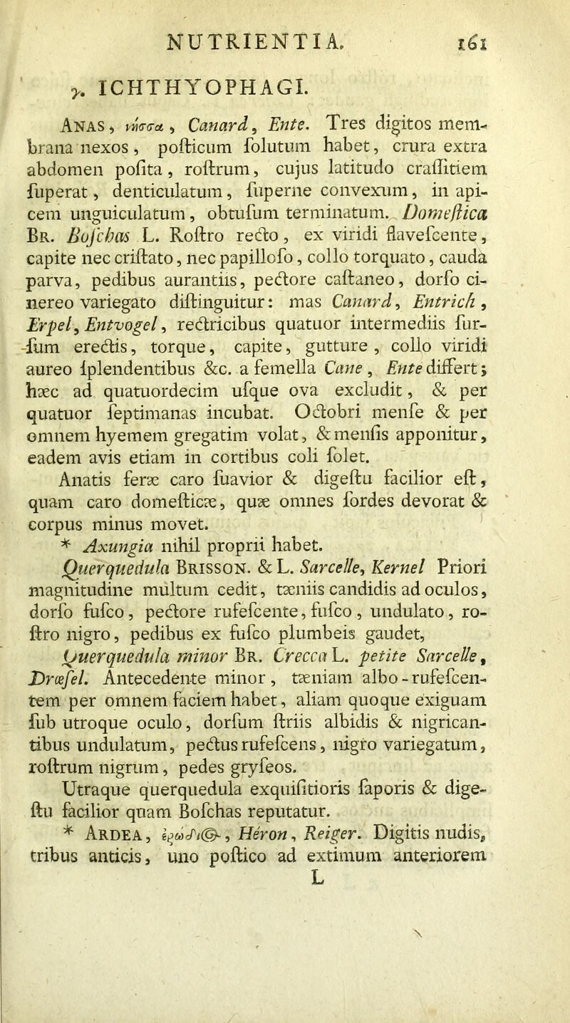 y. ICHTHY O PH AGI. Anas, vw<rct, Canard, Ente. Tres digitos mem- brana'nexos, pofticum follitum habet, crura extra abdomen pofita, roftrum, cujus latitudo craftitiem fuperat, denticulatum, fuperne convexum, in api- cem unguiculatum, obtufum terminatum. Domejlica Br. Bofchas L. Roftro redo, ex viridi flavefcente, capite nec criftato, nec papillofo, collo torquato, cauda parva, pedibus aurantiis, pedore caftaneo, dorfo ci- nereo variegato diftinguitur: mas Canard, Entrich , Erpel, Entvogel, redricibus quatuor intermediis fur- fum eredis, torque, capite, gutture , collo viridi aureo lplendentibus &c. a femella Cane , Ente differt; hxc ad quatuordecim ufque ova excludit, & per quatuor feptimanas incubat. Odobri menfe & per omnem hyemem gregarim volat, &menfis apponitur, eadem avis etiam in cortibus coli folet. Anatis ferse caro fuavior & digeftu facilior eft, quam caro domeftic?e, quse omnes fordes devorat & corpus minus movet. * Axungia nihil proprii habet. Querquedula Brisson. & L. Sarcelle, Kernel Priori magnitudine multum cedit, txniis candidis ad oculos, dorfo fufco, pedore rufefcente, fufco , undulato, ro- ftro nigro, pedibus ex fufco plumbeis gaudet, Querquedula minor Br. Crecca L. petite Sarcelle, Drcefel. Antecedente minor, tseniam albo-rufefcen- te m per omnem faciem habet, aliam quoque exiguam fub utroque oculo, dorfum ftriis albidis & nigrican- tibus undulatum, pedusrufefcens, nigro variegatum, roftrum nigrum, pedes gryfeos. Utraque querquedula exquifitioris faporis & dige- ftu facilior quam Bofchas reputatur. * Ardea, ipdJ'i©-, Heron, Reiger. Digitis nudis, tribus anticis, uno poftico ad extimum anteriorem L