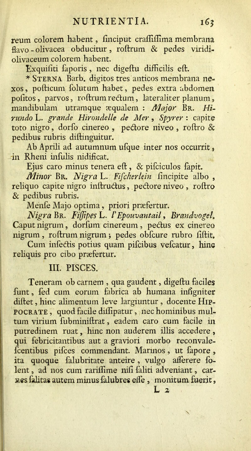 reum colorem habent, finciput craffiffima membrana flavo - olivacea obducitur, roftrum & pedes viridi- olivaceum colorem habent. Exquifiti faporis , nec digeftu difficilis eft. * Sterna Barb, digitos tres anticos membrana ne- xos, pollicum folutum habet, pedes extra abdomen pofitos, parvos, roftrum redum, lateraliter planum, mandibulam utramque squalem : Major Br. Hi- rundo L. grande Hirondelle de Mer, Spyrer : capite toto nigro, dorfo cinereo , pedore niveo , roftro & pedibus rubris diftinguitur. Ab Aprili ad autumnum ufque inter nos occurrit, in Rheni infulis nidificat. Ejus caro minus tenera eft , & pifciculos lapit. Minor Br. Nigra L. Fifcherlein fincipite albo , reliquo capite nigro inftrudus, pedore niveo , roftro & pedibus rubris. Menfe Majo optima, priori praefertur. Nigra Br. Fiffipes L. /’Epouvantail, Brandvogel. Caput nigrum , dorfum cinereum, pedus ex cinereo nigrum , roftrum nigrum; pedes obfcure rubro fiftit. Cum infedis potius quam pifcibus vefcatur, hinc reliquis pro cibo praefertur. III. PISCES. Teneram ob carnem , qua gaudent, digeftu faciles funt, fed cum eorum fabrica ab humana infigniter diftet, hinc alimentum leve largiuntur, docente Hip- pocrate, quod facile diffipatur, nec hominibus mul- tum virium fubminiftrat, eadem caro cum facile in putredinem ruat, hinc non auderem illis accedere, qui febricitantibus aut a graviori morbo reconvale- fcentibus pifces commendant. Marinos , ut fapore , ita quoque falubritate anteire, vulgo aflerere fo- lent, ad nos cum rariffime nili faliti adveniant, car- ries falitas autem minus falubres elfe , monitum fuerit,
