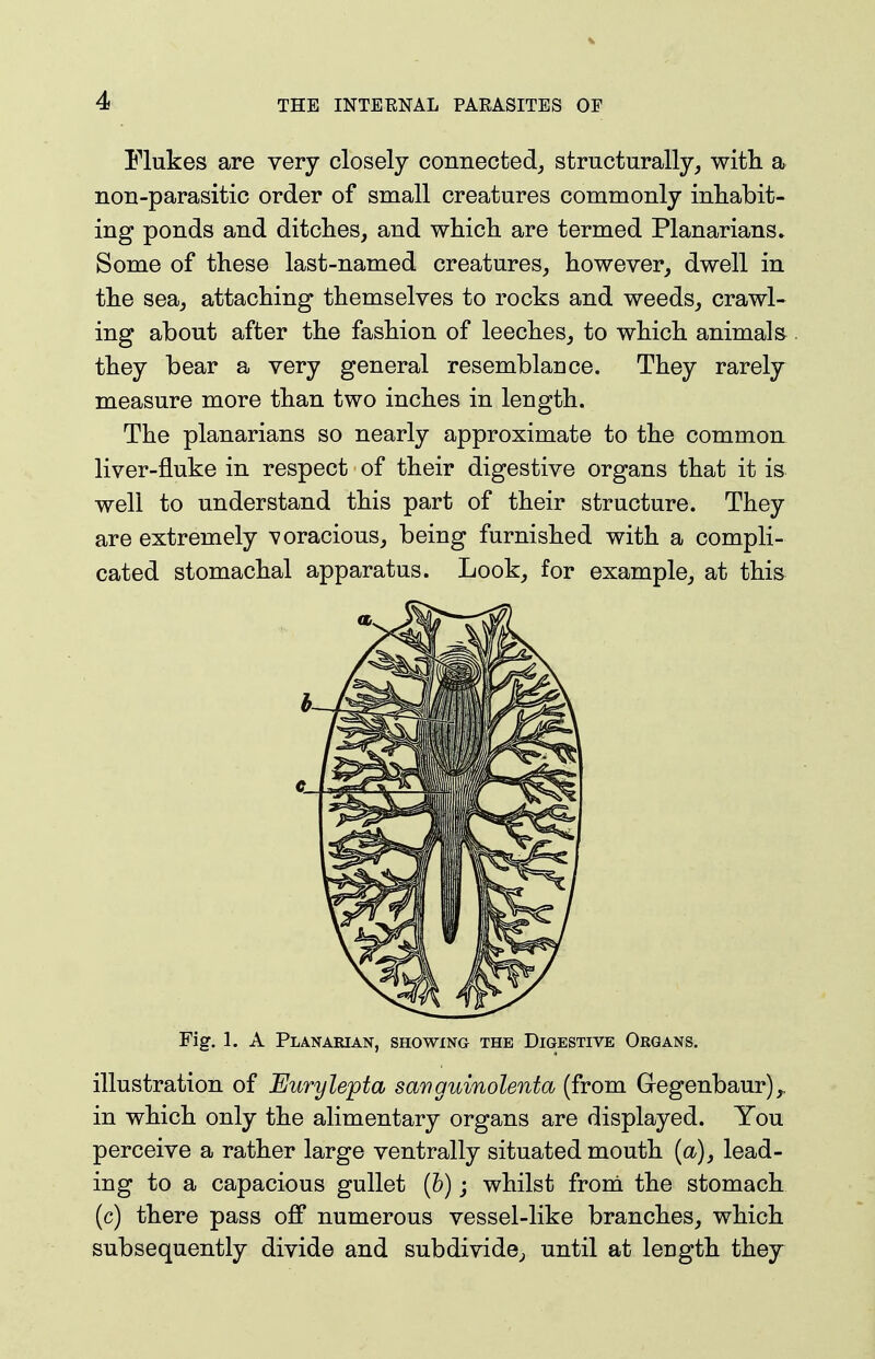 Flukes are very closely connected^ structurally^ with a non-parasitic order of small creatures commonly inhabit- ing ponds and ditches, and which are termed Planarians* Some of these last-named creatures, however, dwell in the sea, attaching themselves to rocks and weeds, crawl- ing about after the fashion of leeches, to which animals they bear a very general resemblance. They rarely measure more than two inches in length. The planarians so nearly approximate to the common liver-fluke in respect of their digestive organs that it is well to understand this part of their structure. They are extremely voracious, being furnished with a compli- cated stomachal apparatus. Look, for example, at this Fig. 1. A Planarian, showing the Digestive Organs. illustration of Eurylepta sanguinolenta (from Gegenbaur),. in which only the alimentary organs are displayed. You perceive a rather large ventrally situated mouth (<x), lead- ing to a capacious gullet (b) j whilst from the stomach (c) there pass ofiT numerous vessel-like branches, which subsequently divide and subdivide^ until at length they