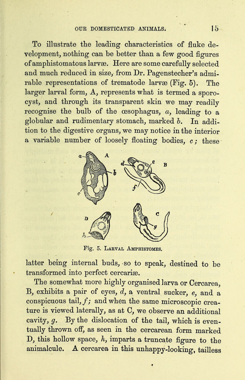 To illustrate tlie leading characteristics of fluke de- velopment, nothing can be better than a few good figures of ampbistomatous larvae. Here are some carefully selected and much reduced in size, from Dr. Pagenstecber^s admi- rable representations of trematode larvae (Fig. 5). The larger larval form. A, represents wbat is termed a sporo- cystj and tbrougb its transparent skin we may readily recognise tbe bulb of the cesopbagus, a, leading to a globular and rudimentary stomacbj marked h. In addi- tion to tbe digestive organs,, we may notice in tbe interior a variable number of loosely floating bodies, c; these Fig. 5. Larval Amphistomes. latter being internal buds, so to speak, destined to be transformed into perfect cercariae. The somewhat more highly organised larva or Cercarea, B, exhibits a pair of eyes, c?, a ventral sucker, e, and a conspicuous tail, /; and when the same microscopic crea- ture is viewed laterally, as at 0, we observe an additional cavity, g. By the dislocation of the tail, which is even- tually thrown ofi, as seen in the cercarean form marked D, this hollow space, /i, imparts a truncate figure to the animalcule. A cercarea in this unhappy-looking, tailless