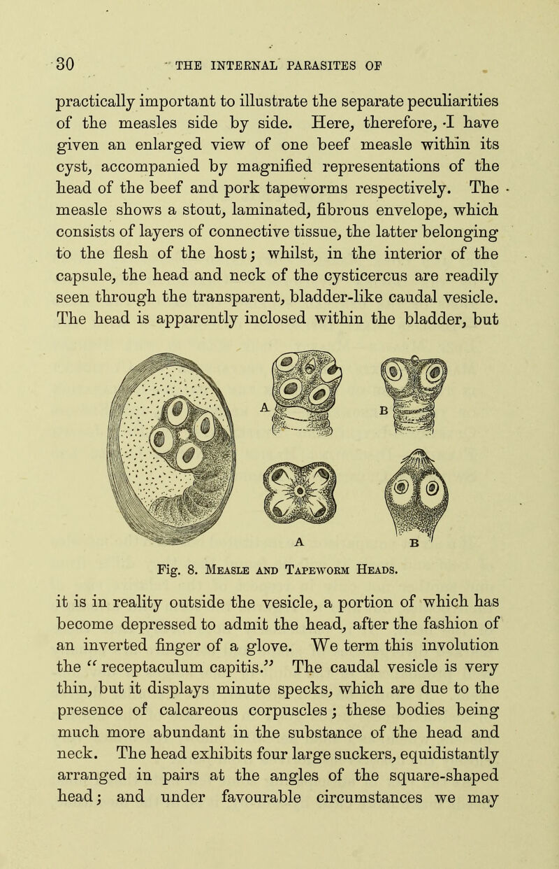 practically important to illustrate the separate peculiarities of tlie measles side by side. Here^ therefore, -I have given an enlarged view of one beef measle within its cyst_, accompanied by magnified representations of the head of the beef and pork tapeworms respectively. The measle shows a stout,, laminated, fibrous envelope, which consists of layers of connective tissue, the latter belonging to the flesh of the host; whilst, in the interior of the capsule, the head and neck of the cysticercus are readily seen through the transparent, bladder-like caudal vesicle. The head is apparently inclosed within the bladder, but Fig. 8. Measle and Tapeworm Heads. it is in reality outside the vesicle, a portion of which has become depressed to admit the head, after the fashion of an inverted finger of a glove. We term this involution the  receptaculum capitis.^^ The caudal vesicle is very thin, but it displays minute specks, which are due to the presence of calcareous corpuscles; these bodies being much more abundant in the substance of the head and neck. The head exhibits four large suckers, equidistantly arranged in pairs at the angles of the square-shaped head; and under favourable circumstances we may