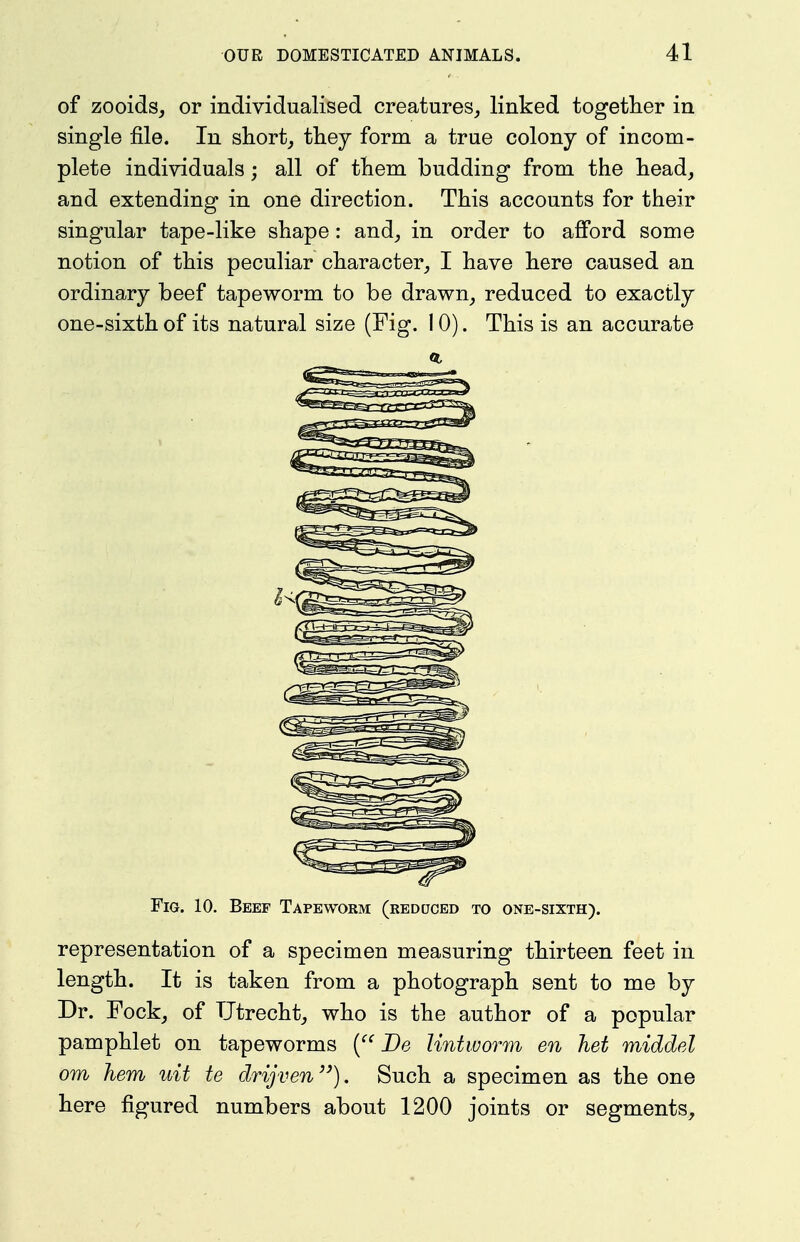 of zooids, or individualised creatures,, linked together in single file. In shorty they form a true colony of incom- plete individuals; all of them budding from the head, and extending in one direction. This accounts for their singular tape-like shape: and, in order to afford some notion of this peculiar character, I have here caused an ordinary beef tapeworm to be drawn, reduced to exactly one-sixth of its natural size (Fig. 10). This is an accurate ft Fig. 10. Beef Tapeworm (reduced to one-sixth). representation of a specimen measuring thirteen feet in length. It is taken from a photograph sent to me by Dr. Fock, of Utrecht, who is the author of a popular pamphlet on tapeworms JDe Untworm en het middel om hem uit te drijven). Such a specimen as the one here figured numbers about 1200 joints or segments.