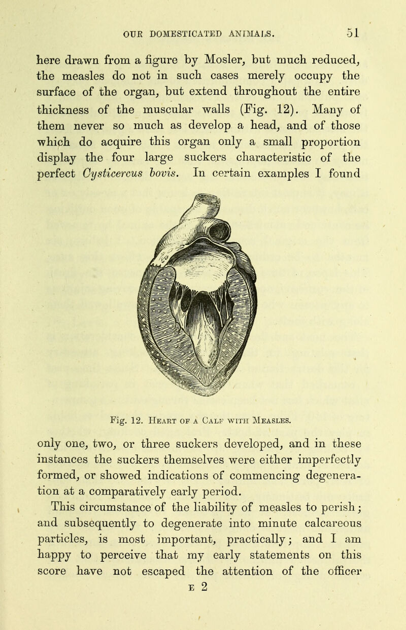 here drawn from a figure by Mosler^ but mucb reduced^, the measles do not in such cases merely occupy the surface of the organ, but extend throughout the entire thickness of the muscular walls (Fig. 12). Many of them never so much as develop a head, and of those which do acquire this organ only a small proportion display the four large suckers characteristic of the perfect Cysticercus hovis. In certain examples I found Fig. 12. Heart of a Calf with Measles. only one, two, or three suckers developed, and in these instances the suckers themselves were either imperfectly formed, or showed indications of commencing degenera- tion at a comparatively early period. This circumstance of the liability of measles to perish; and subsequently to degenerate into minute calcareous particles, is most important, practically; and I am happy to perceive that my early statements on this score have not escaped the attention of the officer E 2