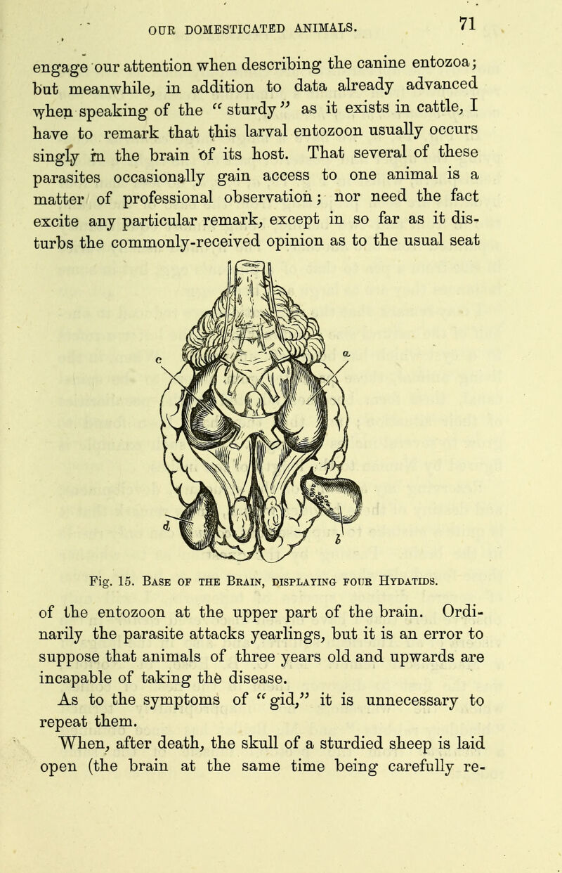 engage our attention when describing the canine entozoa; but meanwhile, in addition to data already advanced ^hen speaking of the sturdy as it exists in cattle, I have to remark that this larval entozoon usually occurs singly rn the brain of its host. That several of these parasites occasionally gain access to one animal is a matter of professional observation; nor need the fact excite any particular remark, except in so far as it dis- turbs the commonly-received opinion as to the usual seat Fig. 15. Base of the Bkain, displaying four Hydatids. of the entozoon at the upper part of the brain. Ordi- narily the parasite attacks yearlings, but it is an error to suppose that animals of three years old and upwards are incapable of taking the disease. As to the symptoms of gid,^^ it is unnecessary to repeat them. When, after death, the skull of a sturdied sheep is laid open (the brain at the same time being carefully re-
