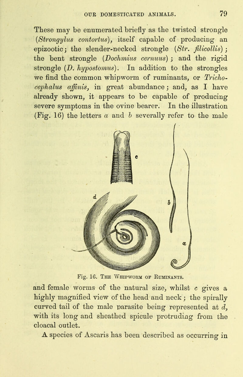 These may be enumerated briefly as the twisted strongle {Strongylus contortus), itself capable of producing an epizootic; the slender-necked strongle [8tr. filicollis) ; the bent strongle (Bochmius cernuus) ; and the rigid strongle {D. hypostoimis). In addition to the strongles we find the common whipworm of ruminants, or Tricho- cephalus affinis, in great abundance; and^ as I have already shown, it appears to be capable of producing severe symptoms in the ovine bearer. In the illustration (Fig. 16) the letters a and h severally refer to the male Fig. 16. The Whipworm or Ruminants. and female worms of the natural size, whilst c gives a highly magnified view of the head and neck; the spirally curved tail of the male parasite being represented at d, with its long and sheathed spicule protruding from the cloacal outlet. A species of Ascaris has been described as occurring in