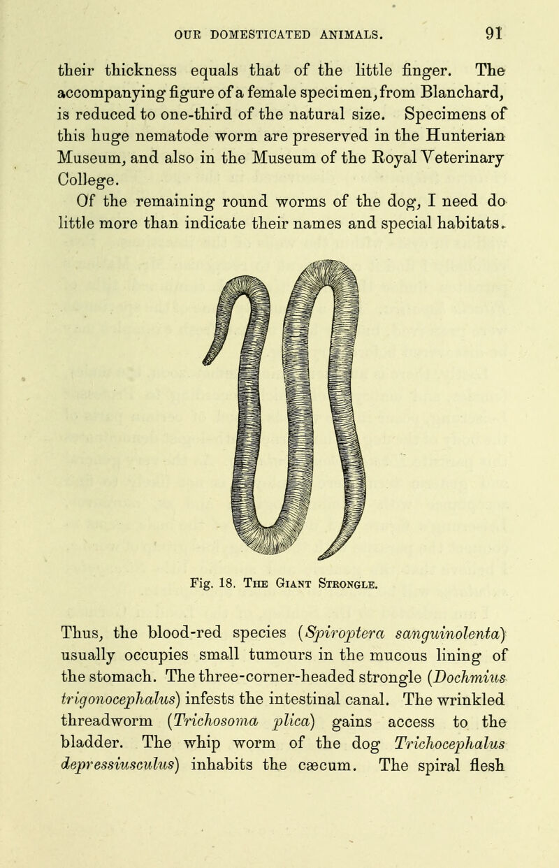 their thickness equals that of the little finger. The accompanying figure of a female specimen, from Blanchard, is reduced to one-third of the natural size. Specimens of this huge nematode worm are preserved in the Hunterian Museum,, and also in the Museum of the Koyal Yeterinary College. Of the remaining round worms of the dog, I need do little more than indicate their names and special habitats Fig. 18, The Giant Stkongle. Thus, the blood-red species [Spirojptera sanguinolenta) usually occupies small tumours in the mucous lining of the stomach. The three-corner-headed strongle {Dochmius^ trigonoceplialus) infests the intestinal canal. The wrinkled threadworm {Tricliosoma plica) gains access to the bladder. The whip worm of the dog Trichocephalus depressiusGulus) inhabits the caecum. The spiral flesh