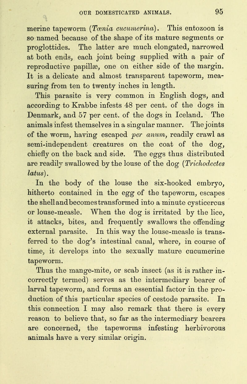 merine tapeworm {Tcenia cucumerina). This entozoon is so named because of tlie shape of its mature segments or proglottides. The latter are much elongated, narrowed at both ends, each joint being supplied with a pair of reproductive papillae, one on either side of the margin. It is a delicate and almost transparent tapeworm, mea- suring from ten to twenty inches in length. This parasite is very common in English dogs, and according to Krabbe infests 48 per cent, of the dogs iii Denmark, and 57 per cent, of the dogs in Iceland. The animals infest themselves in a singular manner. The joints of the worm, having escaped per anum, readily crawl as semi-independent creatures on the coat of the dog, chiefly on the back and side. The eggs thus distributed are readily swallowed by the louse of the dog {Trichodedes latus). In the body of the louse the six-hooked embryo, hitherto contained in the egg of the tapeworm, escapes the shellandbecomes transformed into a minute cysticercus or louse-measle. When the dog is irritated by the lice, it attacks, bites, and frequently swallows the offending external parasite. In this way the louse-measle is trans- ferred to the dog^s intestinal canal, where, in course of time, it develops into the sexually mature cucumerine tapeworm. Thus the mange-mite, or scab insect (as it is rather in- correctly termed) serves as the intermediary bearer of larval tapeworm, and forms an essential factor in the pro- duction of this particular species of cestode parasite. In this connection I may also remark that there is every reason to believe that, so far as the intermediary bearers are concerned, the tapeworms infesting herbivorous animals have a very similar origin.