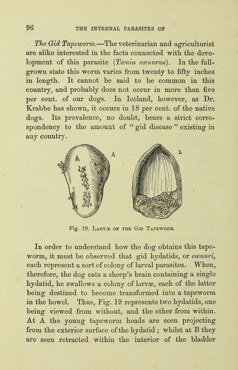 The Gid Tapeworm.—The veterinarian and agriculturist are alike interested in tlie facts connected witli the deve- lopment of this parasite [Tmnia coenurus). In the full- grown state this worm varies from twenty to fifty inches in length. It cannot be said to be common in this country^ and probably does not occur in more than five per cent, of our dogs. In Iceland,, however^ as Dr. Krabbe has shown^ it occurs in 18 per cent, of the native dogs. Its prevalence^ no doubt^ bears a strict corre- spondency to the amount of  gid disease existing in any country. Fig. 19. Larv^ of the Gid Tapeworm. In order to understand how the dog obtains this tape- worm, it must be observed that gid hydatids, or coenuri, each represent a sort of colony of larval parasites. When, therefore, the dog eats a sheep^s brain containing a single hydatid, he swallows a colony of larvae, each of the latter being destined to become transformed into a tapeworm in the bowel. Thus, Fig. 19 represents two hydatids, one being viewed from without, and the other from within. At A the young tapeworm heads are seen projecting from the exterior surface of the hydatid ; whilst at B they are seen retracted within the interior of the bladder