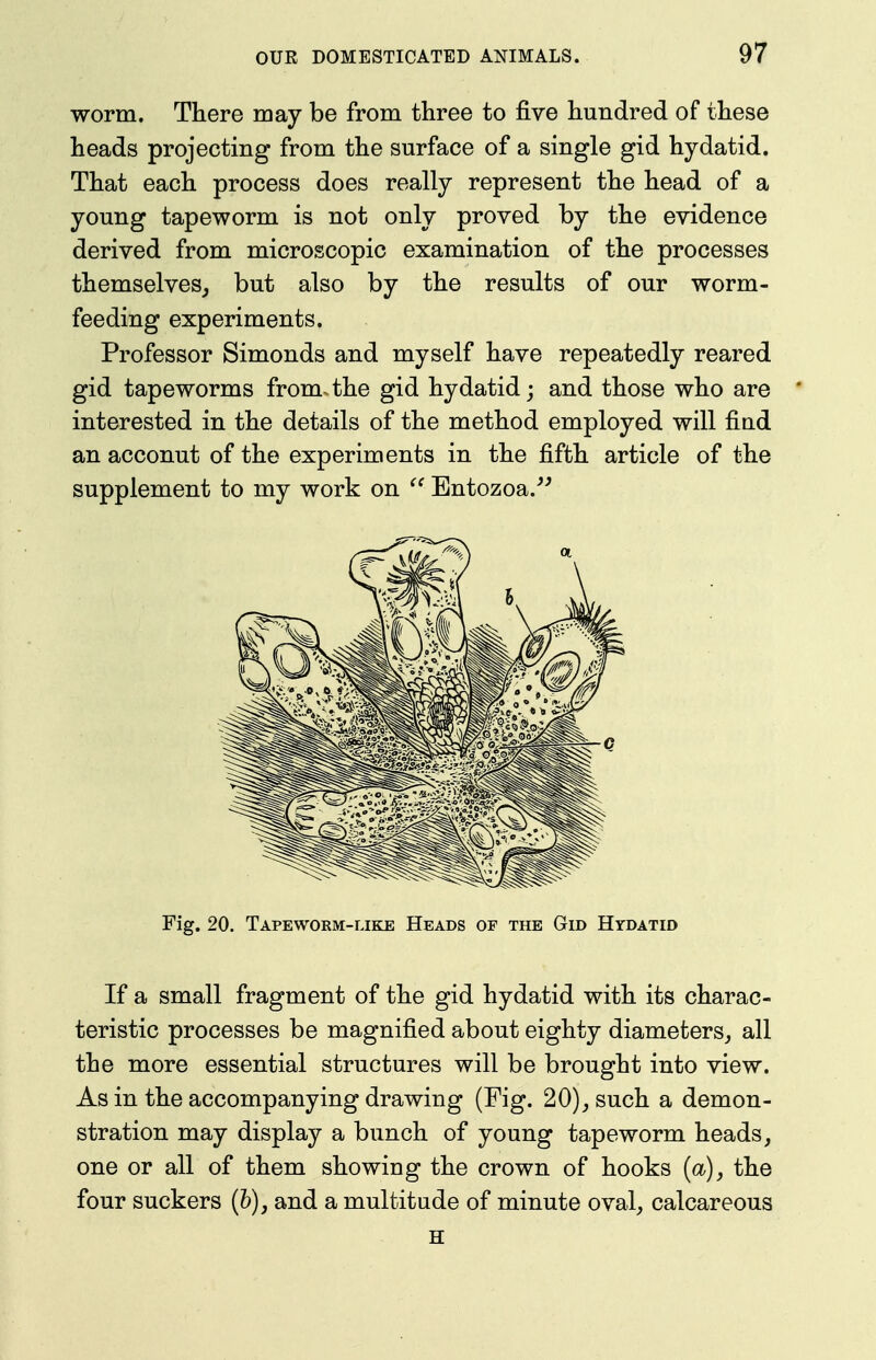 worm. There may be from three to five hundred of these heads projecting from the surface of a single gid hydatid. That each process does really represent the head of a young tapeworm is not only proved by the evidence derived from microscopic examination of the processes themselves^ but also by the results of our worm- feeding experiments. Professor Simonds and myself have repeatedly reared gid tapeworms from.the gid hydatid; and those who are interested in the details of the method employed will find an account of the experiments in the fifth article of the supplement to my work on  Entozoa.''^ Fig. 20. Tapeworm-likji Heads of the Gid Hydatid If a small fragment of the gid hydatid with its charac- teristic processes be magnified about eighty diameters^ all the more essential structures will be brought into view. As in the accompanying drawing (Fig. 20), such a demon- stration may display a bunch of young tapeworm heads, one or all of them showing the crown of hooks {a), the four suckers (?>), and a multitude of minute oval, calcareous H