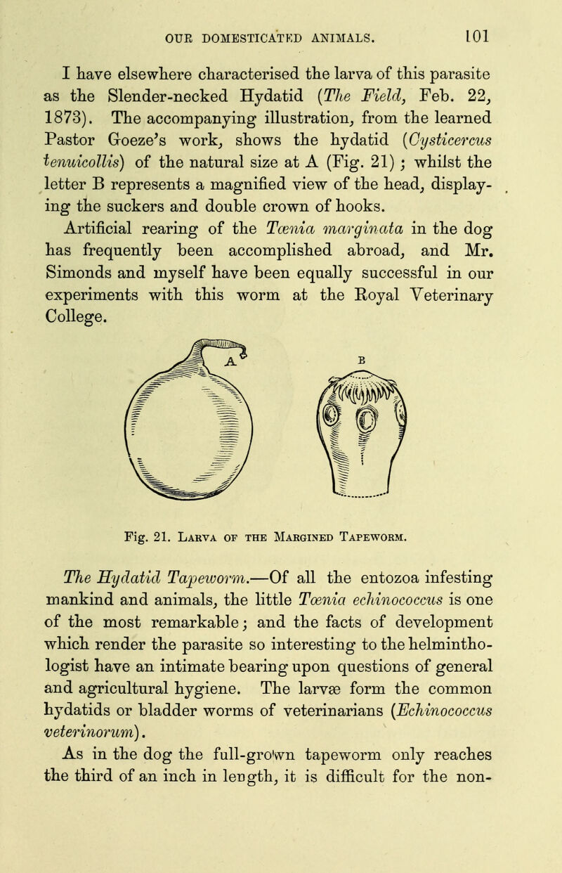 I have elsewhere characterised the larva of this parasite as the Slender-necked Hydatid {The Field, Feb. 22, 1873). The accompanying illustration_, from the learned Pastor Groeze's work_, shows the hydatid (Cysticercus tenuicollis) of the natural size at A (Fig. 21) ; whilst the letter B represents a magnified view of the head^ display- ing the suckers and double crown of hooks. Artificial rearing of the Tcenia marginata in the dog has frequently been accomplished abroad^ and Mr. Simonds and myself have been equally successful in our experiments with this worm at the Koyal Veterinary College. Fig. 21. Larva of the Margined Tapeworm. The Hydatid Tapeivorm.—Of all the entozoa infesting mankind and animals,, the little Toenia echinococcus is one of the most remarkable; and the facts of development which render the parasite so interesting to the helmintho- logist have an intimate bearing upon questions of general and agricultural hygiene. The larvee form the common hydatids or bladder worms of veterinarians {Echinococcus veterinorum). As in the dog the full-gro'wn tapeworm only reaches the third of an inch in lengthy it is difiicult for the non-