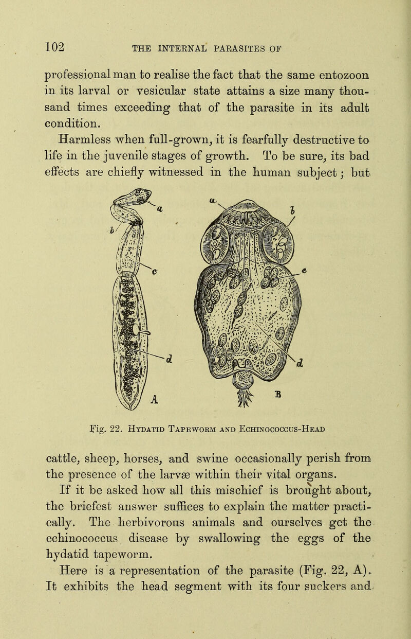 professional man to realise the fact that the same entozoon in its larval or vesicular state attains a size many thou- sand times exceeding that of the parasite in its adult condition. Harmless when full-grown^ it is fearfully destructive to life in the juvenile stages of growth. To be sure^ its bad effects are chiefly witnessed in the human subject; but Fig. 22. Hydatid Tapeworm and Echinococcus-Head cattle, sheep_, horses, and swine occasionally perish from the presence of the larv^ within their vital organs. If it be asked how all this mischief is brought aboat^ the briefest answer suffices to explain the matter practi- cally. The herbivorous animals and ourselves get the echinococcus disease by swallowing the eggs of the hydatid tapeworm. Here is a representation of the parasite (Fig. 22, A). It exhibits the head segment with its four suckers and.