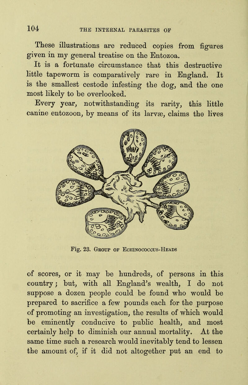 These illustrations are redubed copies from figures given in my general treatise on the Entozoa. It is a fortunate circumstance that this destructive little tapeworm is comparatively rare in England. It is the smallest cestode infesting the dog, and the one most likely to be overlooked. Every year, notwithstanding its rarity, this little canine entozoon, by means of its larvae, claims the lives Fig. 23. Group of Eciiinococcus-Heads of scores, or it may be hundreds, of persons in this country; but, with all England^s wealth, I do not suppose a dozen people could be found who would be prepared to sacrifice a few pounds each for the purpose of promoting an investigation, the results of which would be eminently conducive to public health, and most certainly help to diminish our annual mortality. At the same time such a research would inevitably tend to lessen the amount of, if it did not altogether put an end to