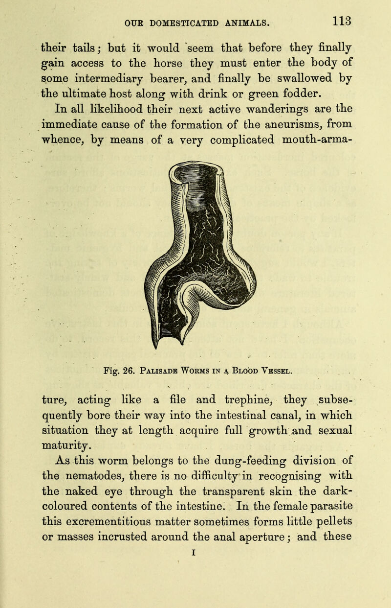 their tails; but it would seem tliat before they finally gain access to the horse they must enter the body of some intermediary bearer^ and finally be swallowed by the ultimate host along with drink or green fodder. In all likelihood their next active wanderings are the immediate cause of the formation of the aneurisms^ from whence^ by means of a very complicated mouth-arma- Fig. 26. Palisadb Worms in a Blood Vessel. ture_, acting like a file and trephine, they subse- quently bore their way into the intestinal canal, in which situation they at length acquire full growth .and sexual maturity. As this worm belongs to the dung-feeding division of the nematodes, there is no diflBiculty in recognising with the naked eye through the transparent skin the dark- coloured contents of the intestine. In the female parasite this excrementitious matter sometimes forms little pellets or masses incrusted around the anal aperture; and these I