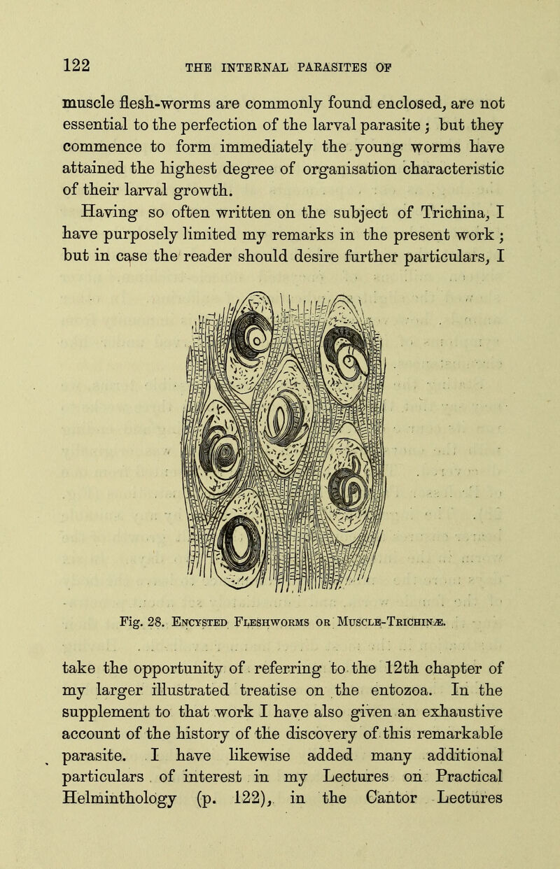 muscle flesli-worms are commonly found enclosed, are not essential to tlie perfection of the larval parasite ; but they commence to form immediately the young worms have attained the highest degree of organisation characteristic of their larval growth. Having so often written on the subject of Trichina, I have purposely limited my remarks in the present work ; but in CE^se the reader should desire further particulars, I Fig. 28. Encysted Fleshworms or Muscle-Tkichin^. take the opportunity of referring to the 12th chapter of my larger illustrated treatise on the entozoa. In the supplement to that work I have also given an exhaustive account of the history of the discovery of this remarkable parasite. I have likewise added many additional particulars , of interest in my Lectures on Practical Helmintholdgy (p. 122), in the Cantor Lectures