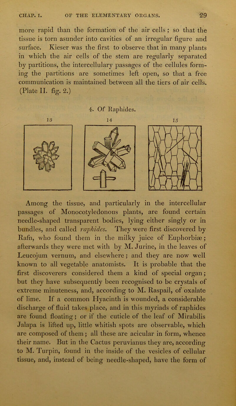 more rapid than the formation of the air cells ; so that the tissue is torn asunder into cavities of an irregular figure and surface. Kieser was the first to observe that in many plants in which the air cells of the stem are regularly separated by partitions, the intercellulary passages of the cellules form- ing the partitions are sometimes left open, so that a free communication is maintained between all the tiers of air cells. (Plate II. fig. 2.) is 4. Of Raphides. 14 15 Among the tissue, and particularly in the intercellular passages of Monocotyledonous plants, are found certain needle-shaped transparent bodies, lying either singly or in bundles, and called raphides. They were first discovered by Rafn, who found them in the milky juice of Euphorbias; afterwards they were met with by M. Jurine, in the leaves of Leucojum vernum, and elsewhere; and they are now well known to all vegetable anatomists. It is probable that the first discoverers considered them a kind of special organ; but they have subsequently been recognised to be crystals of extreme minuteness, and, according to M. Raspail, of oxalate of lime. If a common Hyacinth is wounded, a considerable discharge of fluid takes place, and in this myriads of raphides are found floating; or if the cuticle of the leaf of Mirabilis Jalapa is lifted up, little whitish spots are observable, which are composed of them; all these are acicular in form, whence their name. But in the Cactus peruvianus they are, according to M. Turpin, found in the inside of the vesicles of cellular tissue, and, instead of being needle-shaped, have the form of