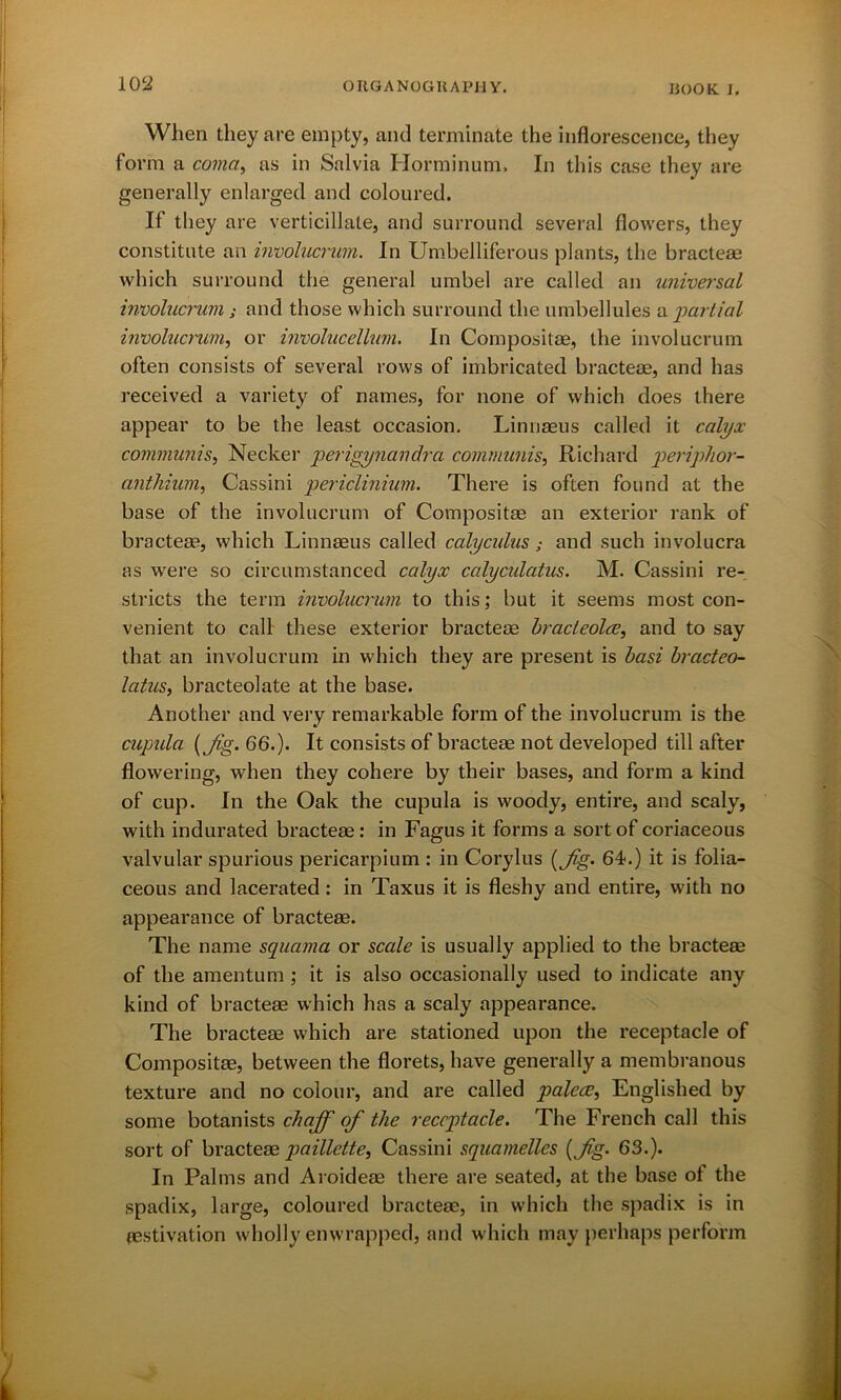 When they are empty, and terminate the inflorescence, they form a coma, as in Salvia Horminum, In this case they are generally enlarged and coloured. If they are verticillale, and surround several flowers, they constitute an involucrum. In Umbelliferous plants, the bracteae which surround the general umbel are called an universal involucrwn; and those which surround the umbellules a partial involucrwn, or involucellum. In Compositae, the involucrum often consists of several rows of imbricated bracteae, and has received a variety of names, for none of which does there appear to be the least occasion. Linnaeus called it calyx communis, Necker perigynandra communis, Richard periplior- anthium, Cassini periclinium. There is often found at the base of the involucrum of Compositae an exterior rank of bracteae, which Linnaeus called calyculus; and such involucra as were so circumstanced calyx calycidatus. M. Cassini re- stricts the term involucrwn to this; but it seems most con- venient to call these exterior bracteae bracleolce, and to say that an involucrum in which they are present is basi brcicteo- latus, bracteolate at the base. Another and very remarkable form of the involucrum is the cupula {Jig. 66.). It consists of bracteae not developed till after flowering, when they cohere by their bases, and form a kind of cup. In the Oak the cupula is woody, entire, and scaly, with indurated bracteae: in Fagus it forms a sort of coriaceous valvular spurious pericarpium : in Corylus (Jg. 64.) it is folia- ceous and lacerated: in Taxus it is fleshy and entire, with no appearance of bracteae. The name squama or scale is usually applied to the bracteae of the amentum ; it is also occasionally used to indicate any kind of bracteae which has a scaly appearance. The bracteae which are stationed upon the receptacle of Compositae, between the florets, have generally a membranous texture and no colour, and are called palece, Englished by some botanists chaff of the receptacle. The French call this sort of bracteae paillette, Cassini squamelles (ffg- 63.). In Palms and Aroideae there are seated, at the base ol the spadix, large, coloured bracteae, in which the spadix is in aestivation wholly enwrapped, and which may perhaps perform