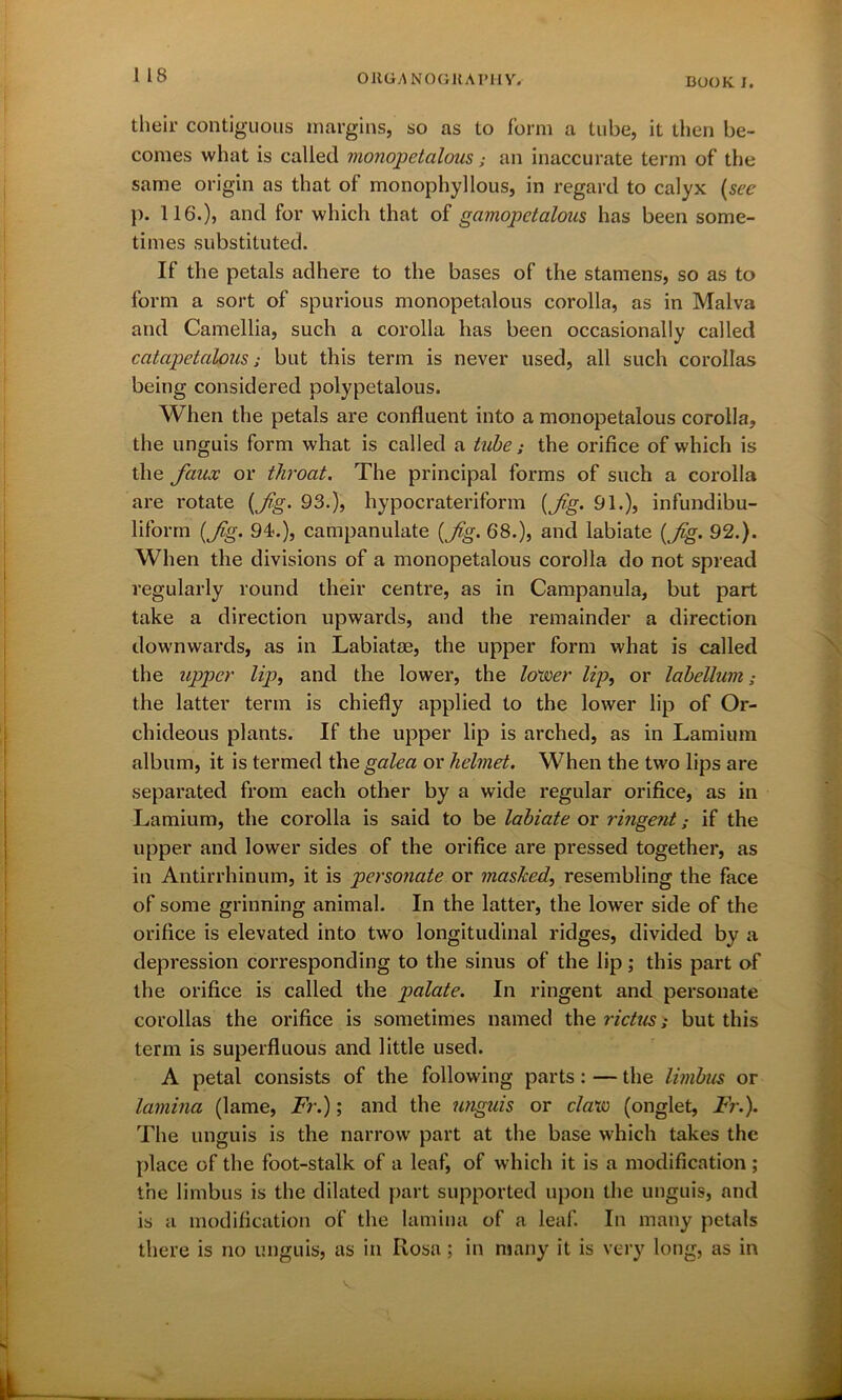 their contiguous margins, so as to form a tube, it then be- comes what is called monopetalous; an inaccurate term of the same origin as that of monophyllous, in regard to calyx (see p. 116.), and for which that of gamopctalous has been some- times substituted. If the petals adhere to the bases of the stamens, so as to form a sort of spurious monopetalous corolla, as in Malva and Camellia, such a corolla has been occasionally called catapetalous; but this term is never used, all such corollas being considered polypetalous. When the petals are confluent into a monopetalous corolla, the unguis form what is called a tube; the orifice of which is the faux or throat. The principal forms of such a corolla are rotate (fg. 93.), hypocrateriform (fg. 91.), infundibu- liform (fg. 94.), campanulate (fg. 68.), and labiate (fg. 92.). When the divisions of a monopetalous corolla do not spread regularly round their centre, as in Campanula, but part take a direction upwards, and the remainder a dii'ection downwards, as in Labiatae, the upper form what is called the upper lip, and the lower, the lower lip, or labellum the latter term is chiefly applied to the lower lip of Or- chideous plants. If the upper lip is arched, as in Lamium album, it is termed the galea or helmet. When the two lips are separated from each other by a wide regular orifice, as in Lamium, the corolla is said to be labiate or ringent; if the upper and lower sides of the orifice are pressed together, as in Antirrhinum, it is personate or masked, resembling the face of some grinning animal. In the latter, the lower side of the orifice is elevated into two longitudinal ridges, divided by a depression corresponding to the sinus of the lip; this part of the orifice is called the palate. In ringent and personate corollas the orifice is sometimes named the rictus; but this term is superfluous and little used. A petal consists of the following parts : — the limbus or lamina (lame, Fr.); and the unguis or claw (onglet, Fr.). The unguis is the narrow part at the base which takes the place of the foot-stalk of a leaf, of which it is a modification ; the limbus is the dilated part supported upon the unguis, and is a modification of the lamina of a leaf. In many petals there is no unguis, as in Rosa; in many it is very long, as in