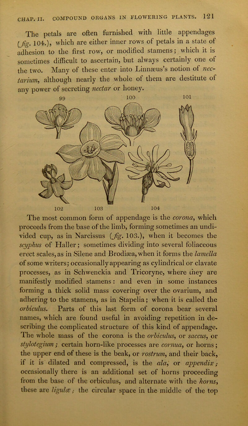The petals are often furnished with little appendages [fg. 104.), which are either inner rows of petals in a state of adhesion to the first row, or modified stamens; which it is sometimes difficult to ascertain, but always certainly one of the two. Many of these enter into Linnaeus’s notion of nec- tarium, although nearly the whole of them are destitute of any power of secreting nectar or honey. 99 100 101 102 103 104 The most common form of appendage is the corona, which proceeds from the base of the limb, forming sometimes an undi- vided cup, as in Narcissus {Jig. 103.), when it becomes the scyphus of Haller; sometimes dividing into several foliaceous erect scales, as in Silene and Brodiaea, when it forms the lamella of some writers; occasionally appearing as cylindrical or clavate processes, as in Schwenckia and Tricoryne, where they are manifestly modified stamens: and even in some instances forming a thick solid mass covering over the ovarium, and adhering to the stamens, as in Stapelia; when it is called the orbicidus. Parts of this last form of corona bear several names, which are found useful in avoiding repetition in de- scribing the complicated structure of this kind of appendage. The whole mass of the corona is the orbiculus, or saccus, or stylotegium; certain horn-like processes are cornua, or horns ; the upper end of these is the beak, or rostrum, and their back, if it is dilated and compressed, is the ala, or appendix; occasionally there is an additional set of horns proceeding from the base of the orbiculus, and alternate with the /iornsy these are ligidccthe circular space in the middle of the top
