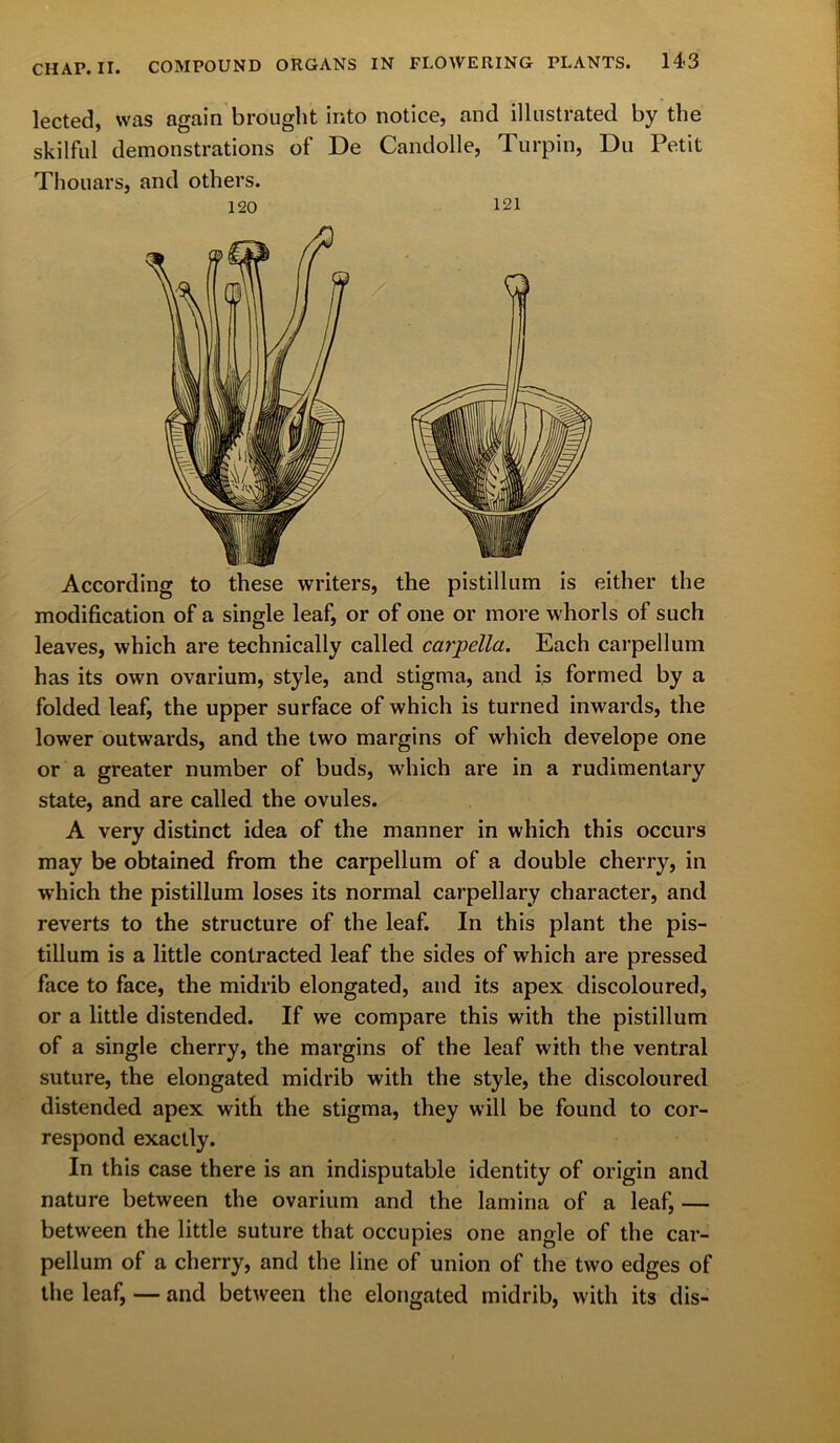 lected, was again brought into notice, and illustrated by the skilful demonstrations of De Candolle, Turpin, Du Petit Thouars, and others. According to these writers, the pistillum is either the modification of a single leaf, or of one or more whorls of such leaves, which are technically called ccirpella. Each carpellum has its own ovarium, style, and stigma, and is formed by a folded leaf, the upper surface of which is turned inwards, the lower outwards, and the two margins of which develope one or a greater number of buds, which are in a rudimentary state, and are called the ovules. A very distinct idea of the manner in which this occurs may be obtained from the carpellum of a double cherry, in which the pistillum loses its normal carpellary character, and reverts to the structure of the leaf. In this plant the pis- tillum is a little contracted leaf the sides of which are pressed face to face, the midrib elongated, and its apex discoloured, or a little distended. If we compare this with the pistillum of a single cherry, the margins of the leaf with the ventral suture, the elongated midrib with the style, the discoloured distended apex with the stigma, they will be found to cor- respond exactly. In this case there is an indisputable identity of origin and nature between the ovarium and the lamina of a leaf, — between the little suture that occupies one angle of the car- pellum of a cherry, and the line of union of the two edges of the leaf, — and between the elongated midrib, with its dis- 120 121