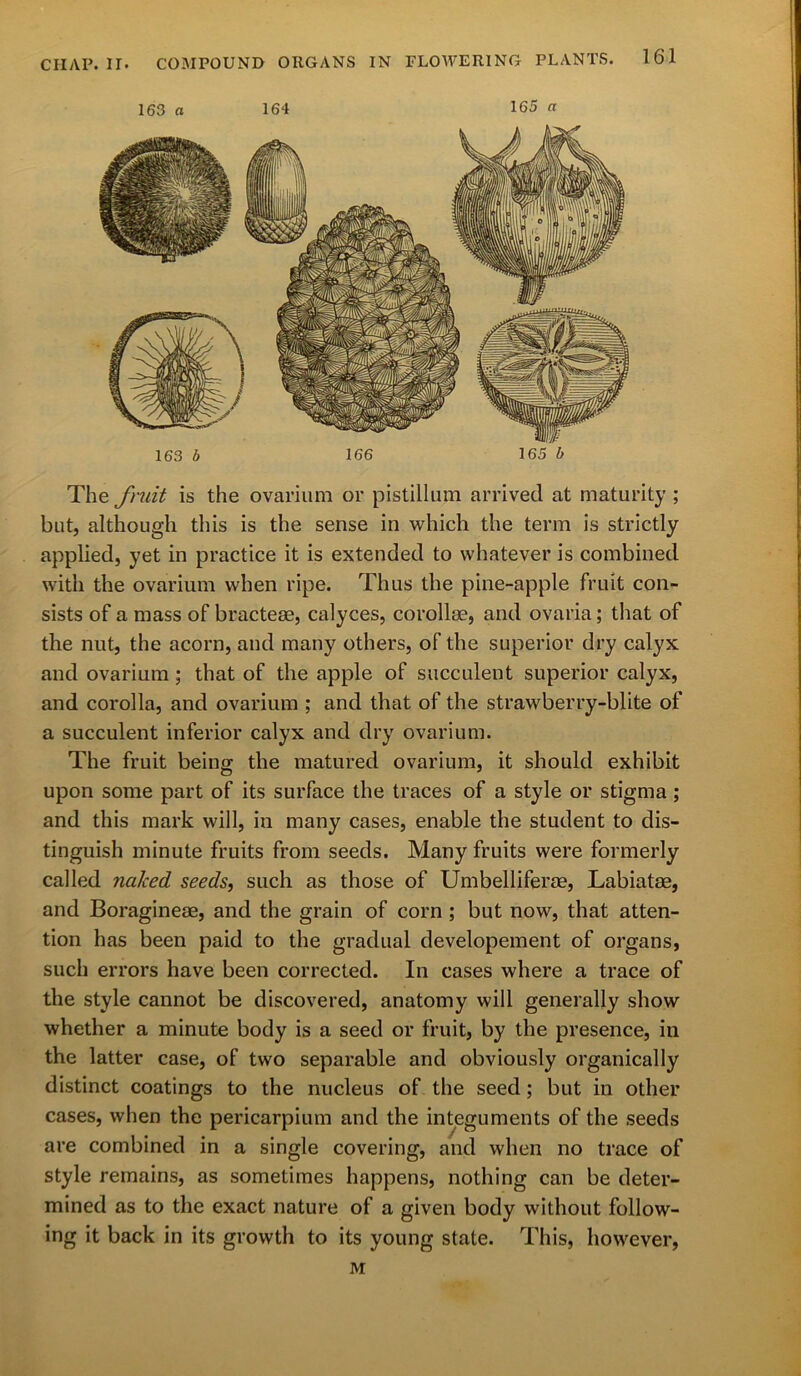 CII/YP. II. 163 n 164 165 a 163 b 166 165 b The fruit is the ovarium or pistillum arrived at maturity ; but, although this is the sense in which the term is strictly applied, yet in practice it is extended to whatever is combined with the ovarium when ripe. Thus the pine-apple fruit con- sists of a mass of bractese, calyces, corollae, and ovaria; that of the nut, the acorn, and many others, of the superior dry calyx and ovarium; that of the apple of succulent superior calyx, and corolla, and ovarium ; and that of the strawberry-blite of a succulent inferior calyx and dry ovarium. The fruit being the matured ovarium, it should exhibit upon some part of its surface the traces of a style or stigma ; and this mark will, in many cases, enable the student to dis- tinguish minute fruits from seeds. Many fruits were formerly called naked seeds, such as those of Umbelliferse, Labiatae, and Boraginem, and the grain of corn ; but now, that atten- tion has been paid to the gradual developement of organs, such errors have been corrected. In cases where a trace of the style cannot be discovered, anatomy will generally show whether a minute body is a seed or fruit, by the presence, in the latter case, of two separable and obviously organically distinct coatings to the nucleus of the seed; but in other cases, when the pericarpium and the integuments of the seeds are combined in a single covering, and when no trace of style remains, as sometimes happens, nothing can be deter- mined as to the exact nature of a given body without follow- ing it back in its growth to its young state. This, however, M