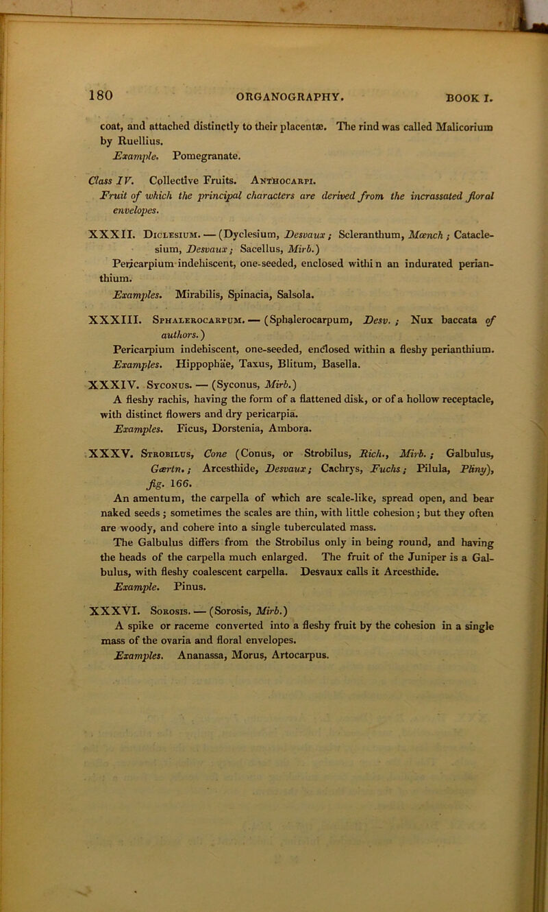 coat, and attached distinctly to their placenta;. The rind was called Malicoriuno by Ruellius. Example, Pomegranate. Class IV. Collective Fruits. Anthocarpi. Fruit of which the principal characters are derived from the incrassated floral envelopes. XXXII. Diclesium.— (Dyclesium, Desvaux ; Scleranthum, Mccnch ; Catacle- sium, Desvaux; Sacellus, Mirb.) Perjcarpium indehiscent, one-seeded, enclosed within an indurated perian- thium. Examjdes. Mirabilis, Spinacia, Salsola. XXXIII. Spharerocarpum. —- (Sphalerocarpum, Desv. ; Nux baccata of authors.) Pericarpium indehiscent, one-seeded, enclosed within a fleshy perianthium. Examples. Hippophae, Taxus, Blitum, Basella. XXXIV. Syconus. — (Syconus, Mirb.) A fleshy rachis, having the form of a flattened disk, or of a hollow receptacle, with distinct flowers and dry pericarpia. Examples. Ficus, Dorstenia, Ambora. XXXV. Strobilus, Cone (Conus, or Strobilus, Rich., Mirb.; Galbulus, Geertn.; Arcesthide, Desvaux; Cacbrys, Fuchs; Pilula, Pliny), fg. 166. An amentum, the carpella of which are scale-like, spread open, and bear naked seeds; sometimes the scales are thin, with little cohesion; but they often are woody, and cohere into a single tuberculated mass. The Galbulus differs from the Strobilus only in being round, and having the heads of the carpella much enlarged. The fruit of the Juniper is a Gal- bulus, with fleshy coalescent carpella. Desvaux calls it Arcesthide. Example. Pinus. XXXVI. Sorosis. — (Sorosis, Mirb.) A spike or raceme converted into a fleshy fruit by the cohesion in a single mass of the ovaria and floral envelopes. Examples. Ananassa, Morus, Artocarpus.